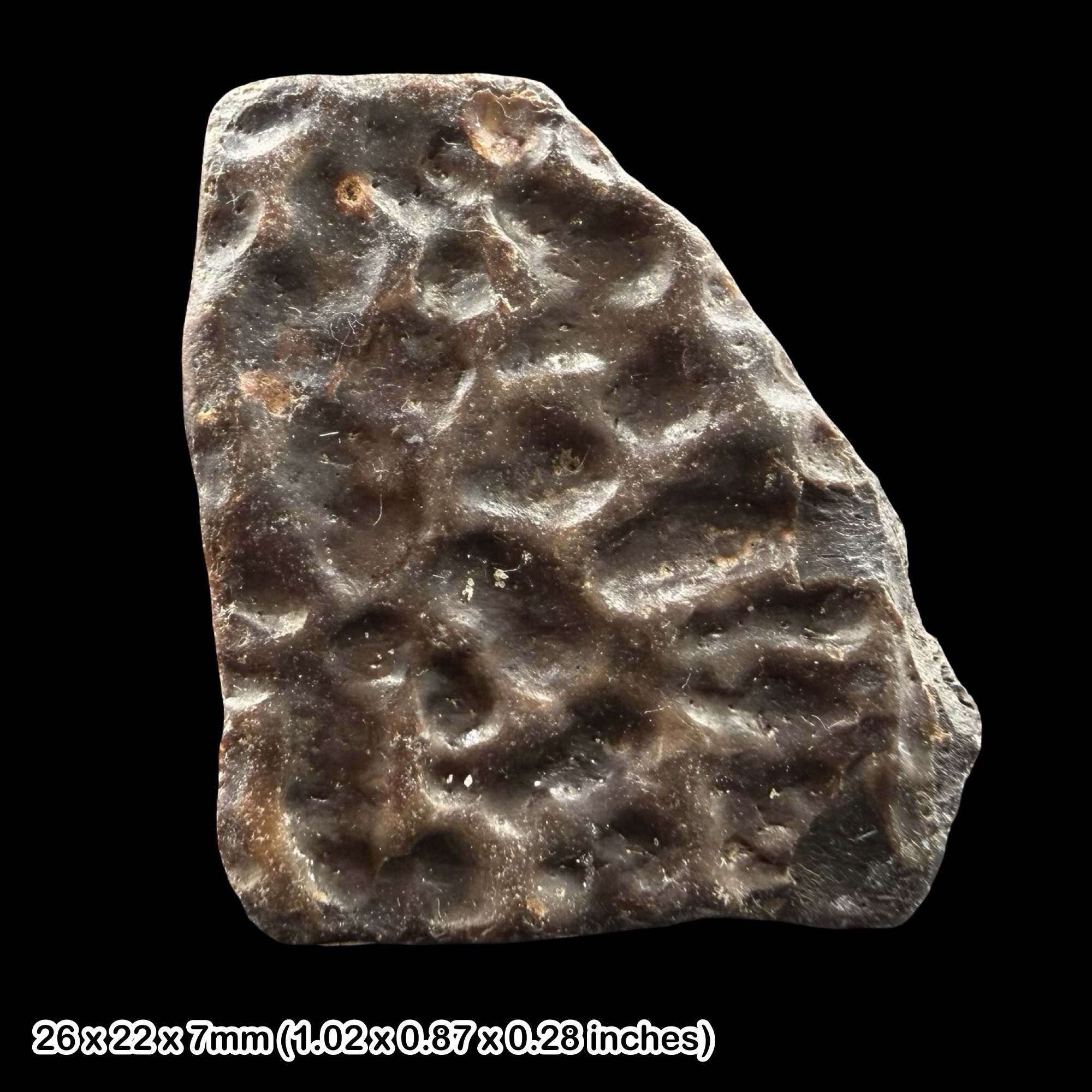 Trionyx Turtle Carapace Fossil Eocene Isle of Wight Totland Bay UK Authentic Specimen Certified Rare Shell