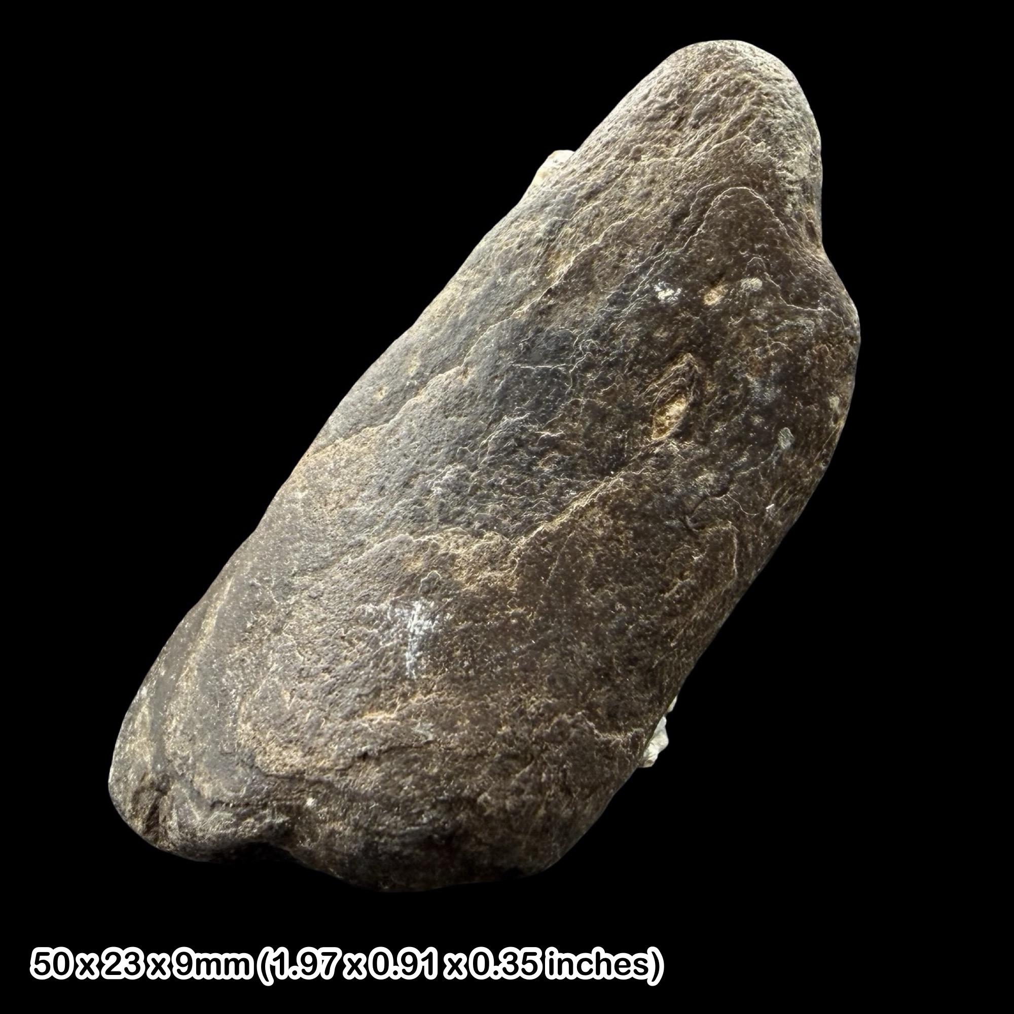 Turtle Bone Fossil Eocene Isle of Wight Totland Bay UK Headon Hill Formation Authentic Specimen Certified Rare