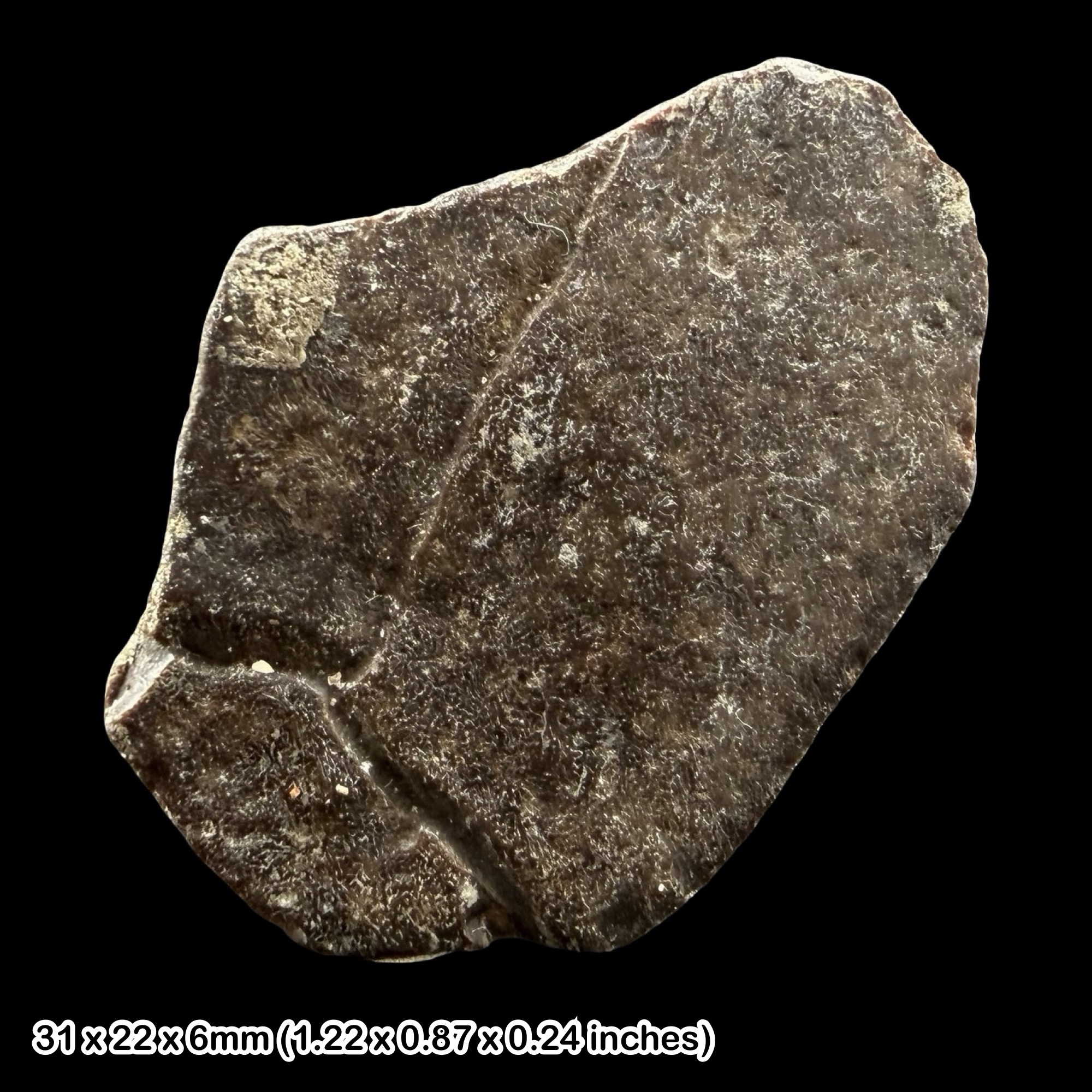 Emys Turtle Carapace Fossil Eocene Isle of Wight Totland Bay UK Headon Hill Authentic Specimen Certified Rare Shell