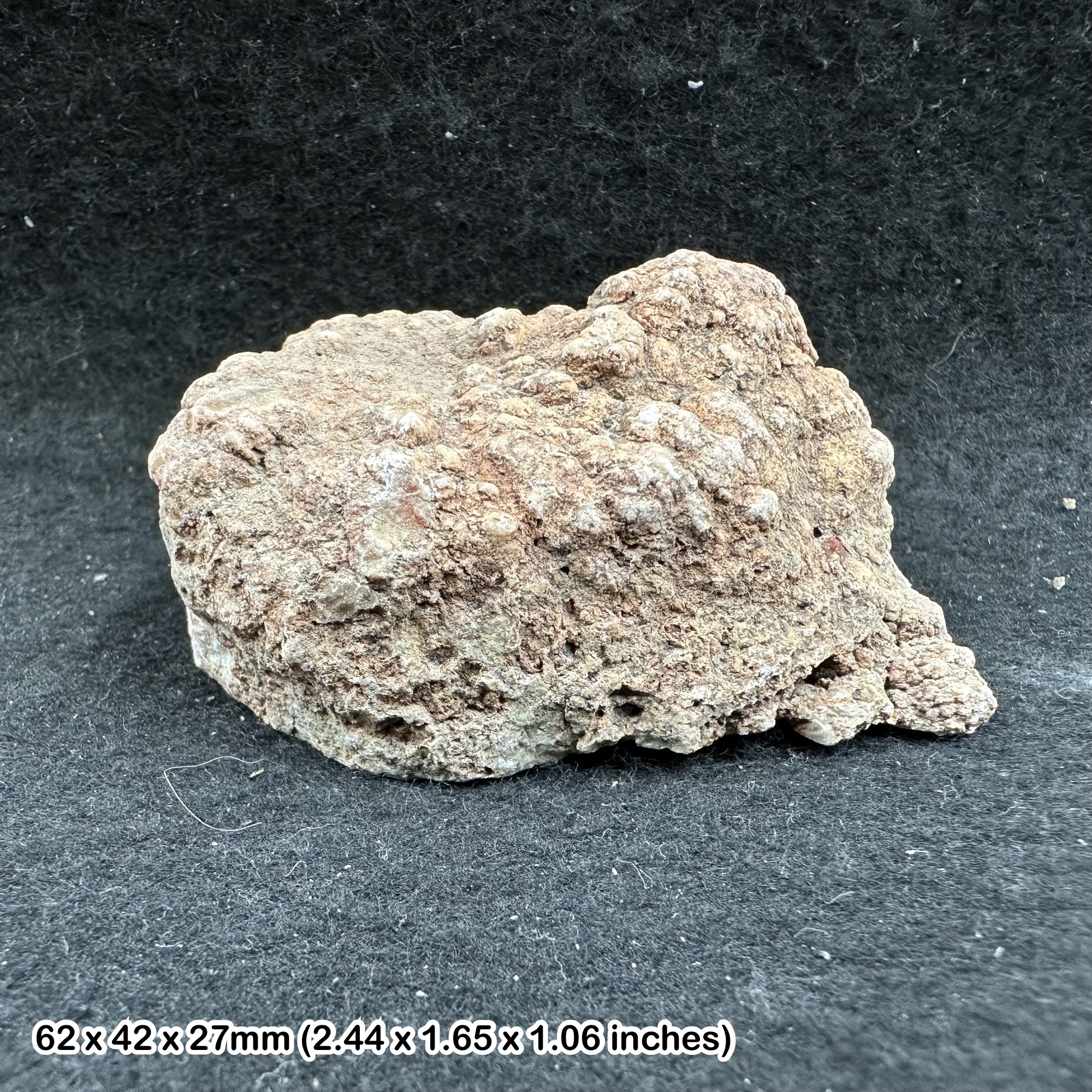 Genuine dinosaur coprolite (fossil poo)