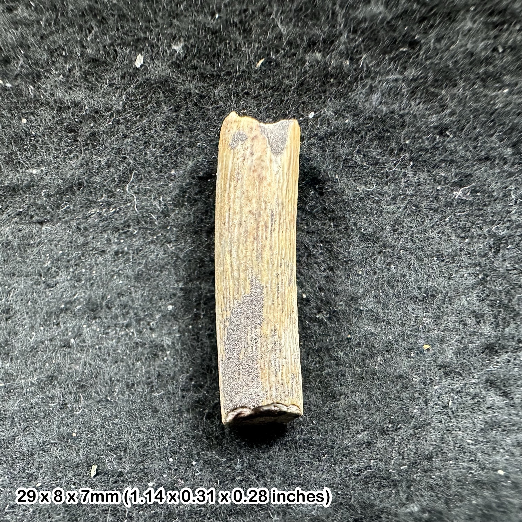Rare Genuine Ornithocheirid Pterosaur (Pterodactyl) Tooth Fossil - Cretaceous Elrhaz Formation, Niger + COA