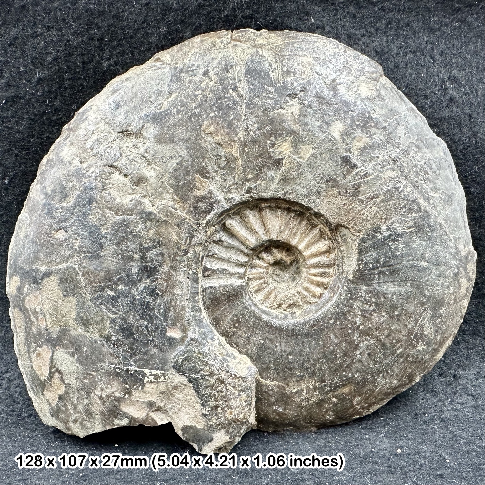 Rare Staufenia opalinoides Ammonite Fossil 5" Jurassic Aalenian Germany Watrach Display Specimen Authentic