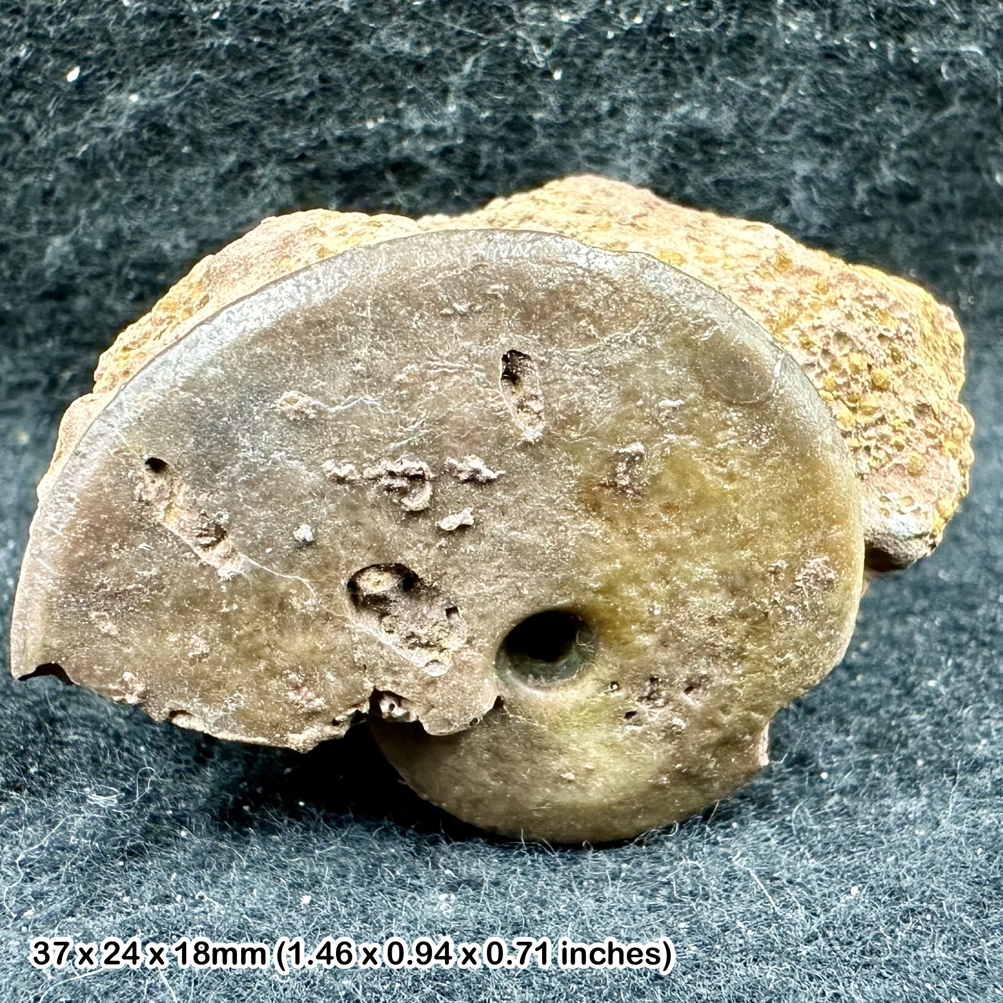 Rare Oxyceratites limosus Ammonite Fossil Jurassic Germany Bathonian Sengenthal Authentic Display Specimen