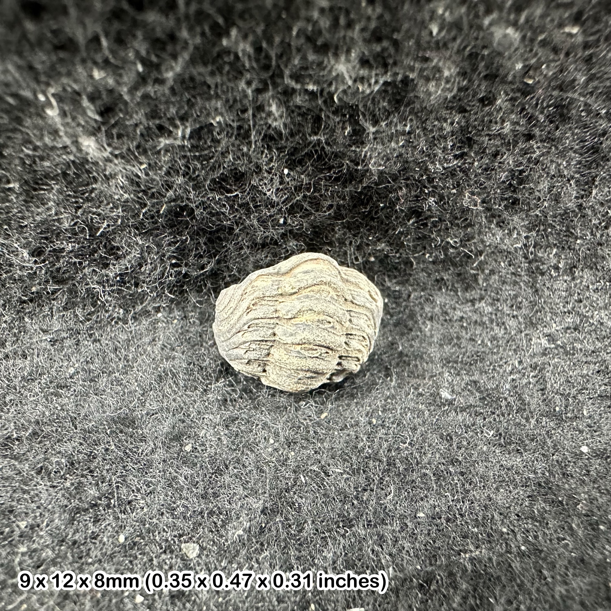 Enrolled Phacops Trilobite Fossil | Devonian Period | Authentic 100% Genuine | Morocco