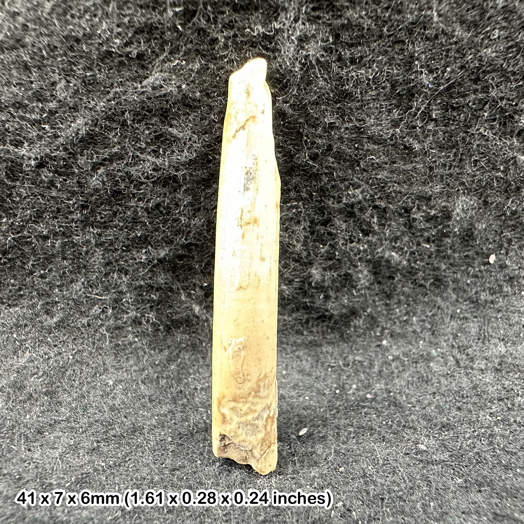Rare Genuine Ornithocheirid Pterosaur (Pterodactyl) Tooth Fossil - Cretaceous Elrhaz Formation, Niger + COA