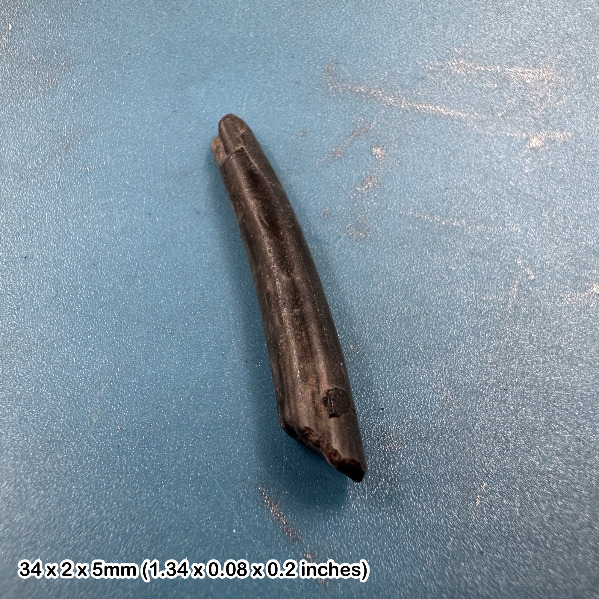 Rare Genuine Ornithocheirid Pterosaur (Pterodactyl) Tooth Fossil - Cretaceous Elrhaz Formation, Niger + COA