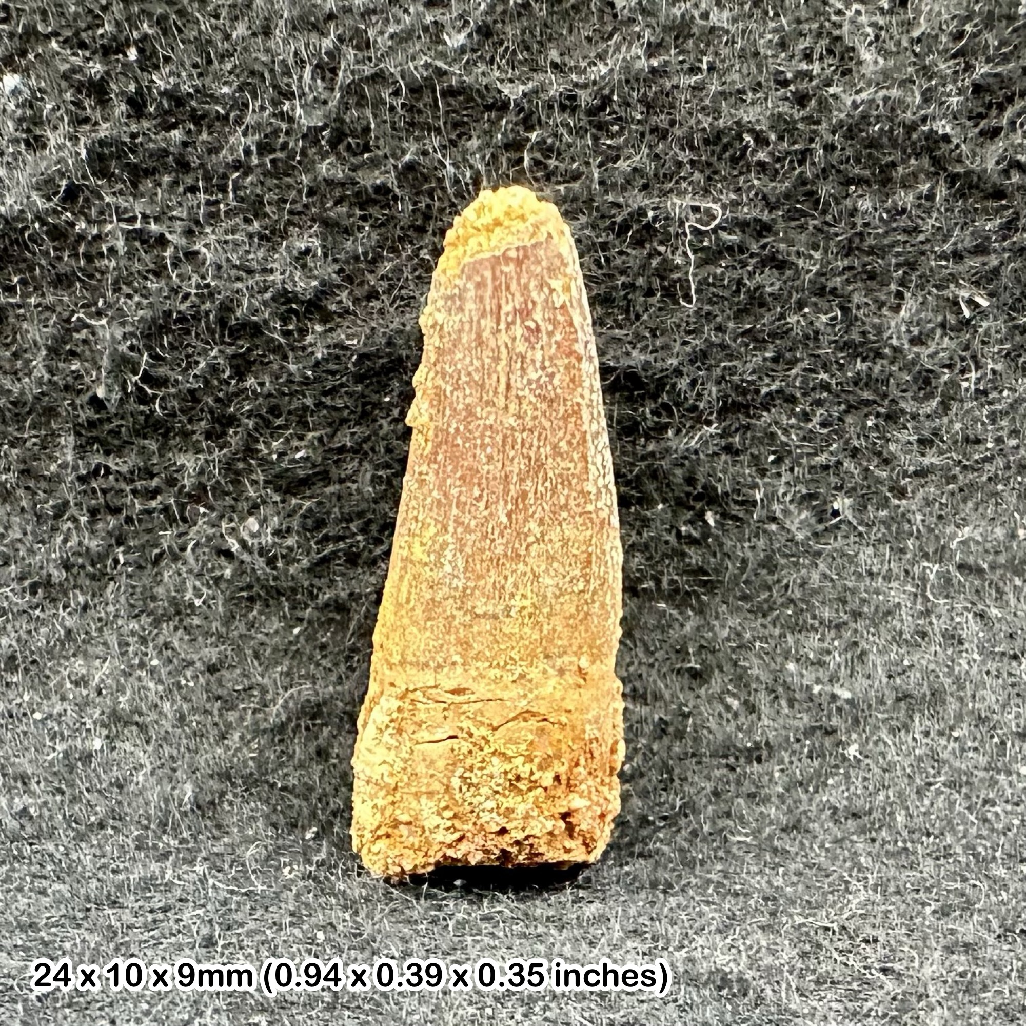 Authentic spinosaurus tooth fossil