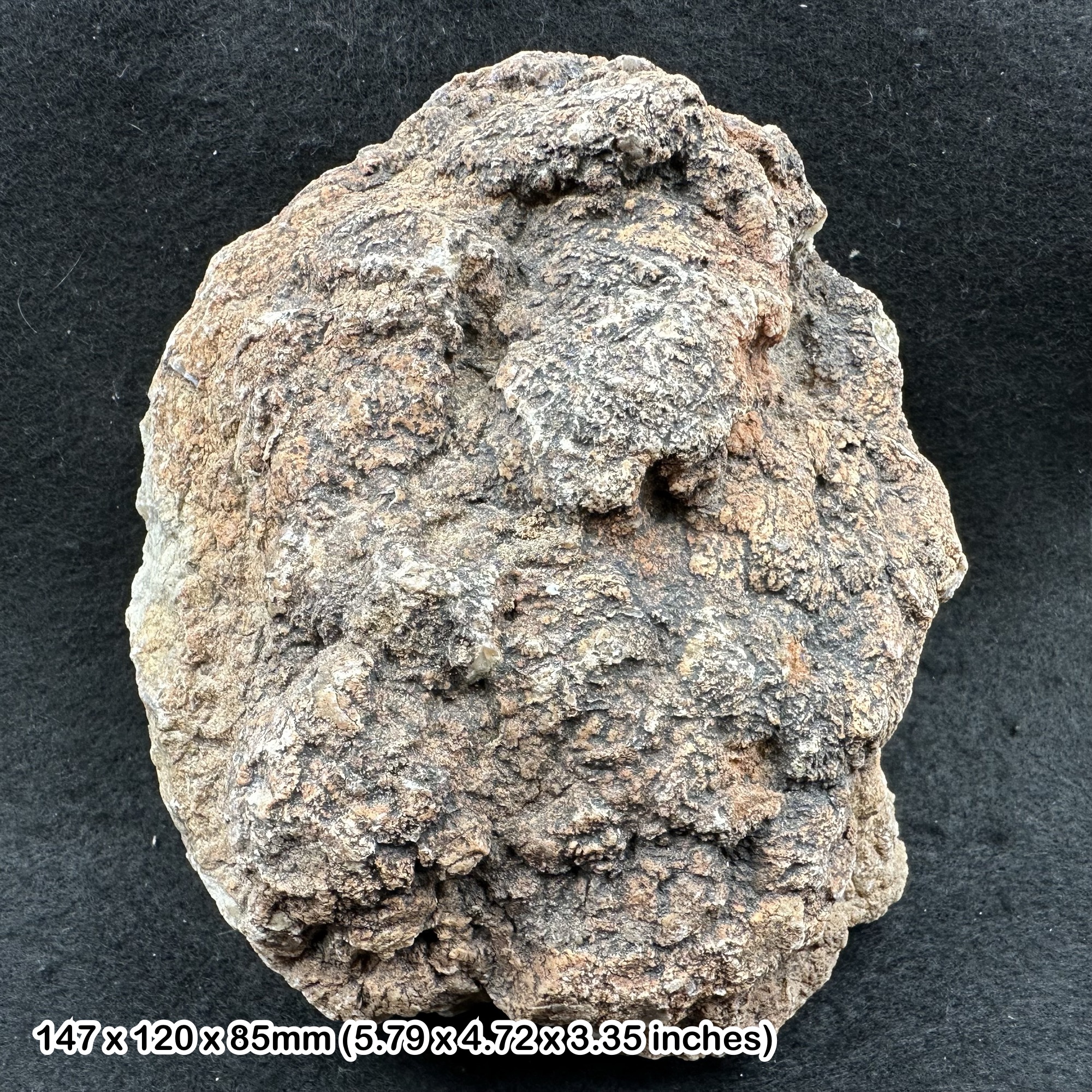 Dinosaur Coprolite Fossil 1.6kg Morrison Formation Jurassic Colorado USA Genuine Specimen Fossilised Dung with Certificate Authenticity