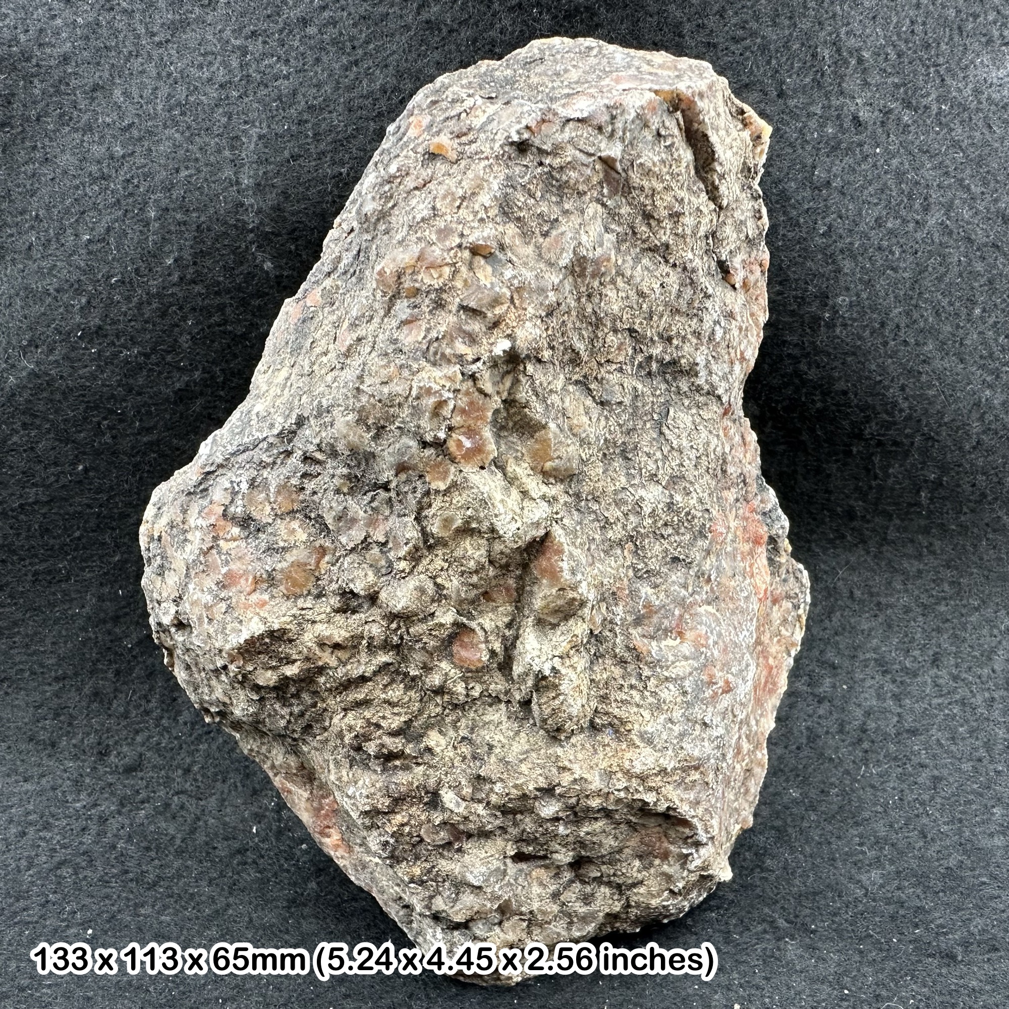 Dinosaur Coprolite Fossil 900g Morrison Formation Jurassic Colorado USA Genuine Specimen Fossilised Dung with Certificate Authenticity