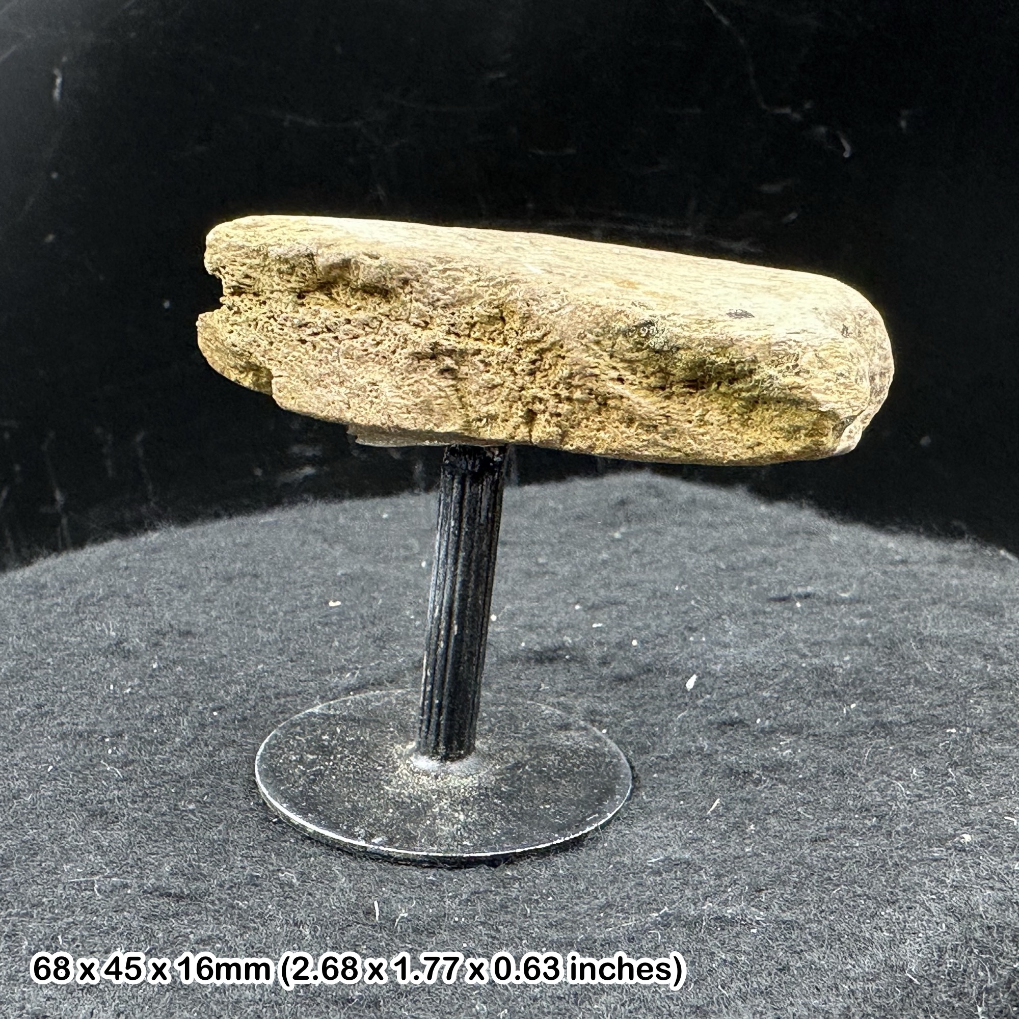 Triceratops Vertebra Fossil Dinosaur Bone Hell Creek Cretaceous USA Rare Authentic Ceratopsid Specimen on Display Stand with COA