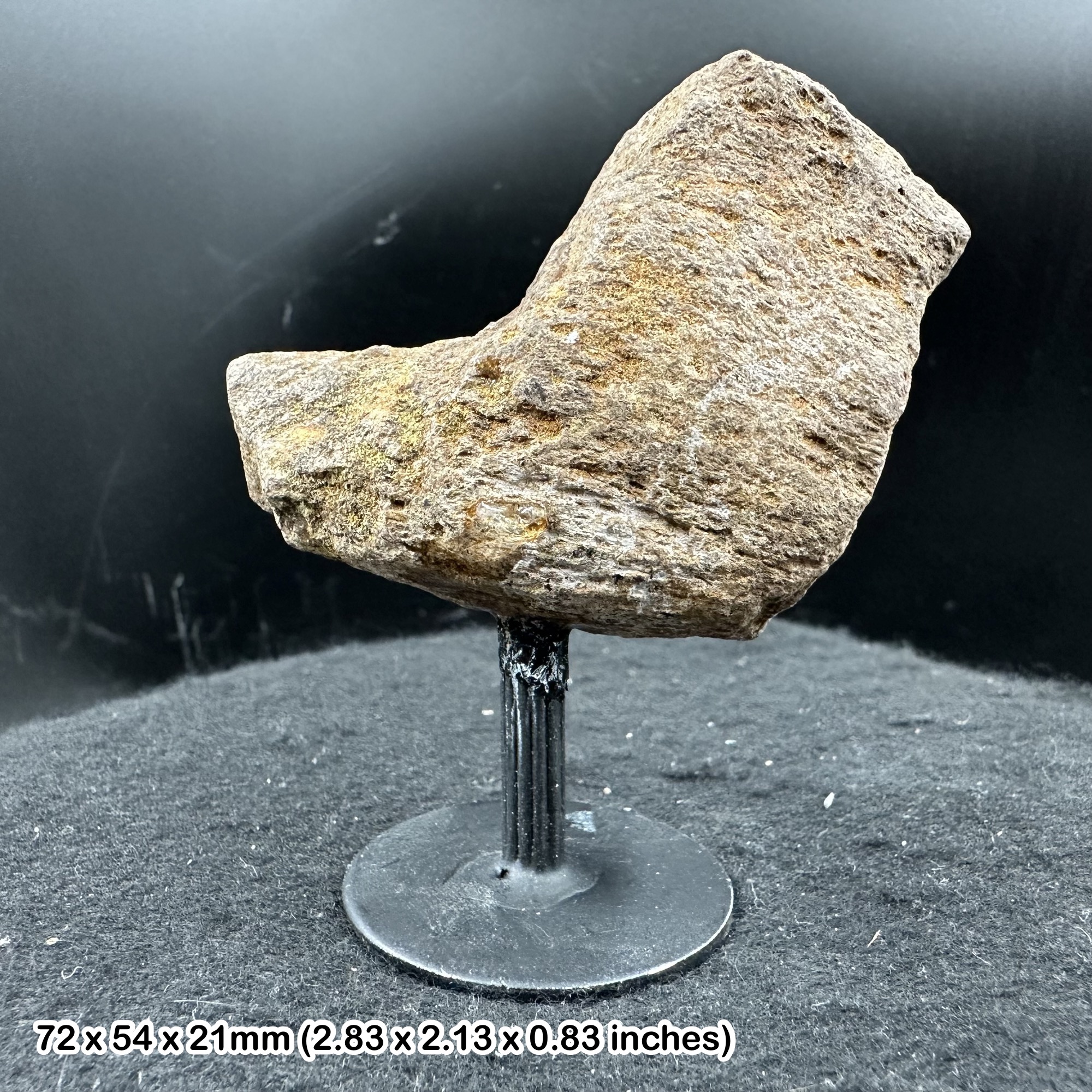 Triceratops Limb Bone Fossil Dinosaur Hell Creek Cretaceous USA on Stand Rare Authentic Ceratopsid Specimen with Certificate of Authenticity
