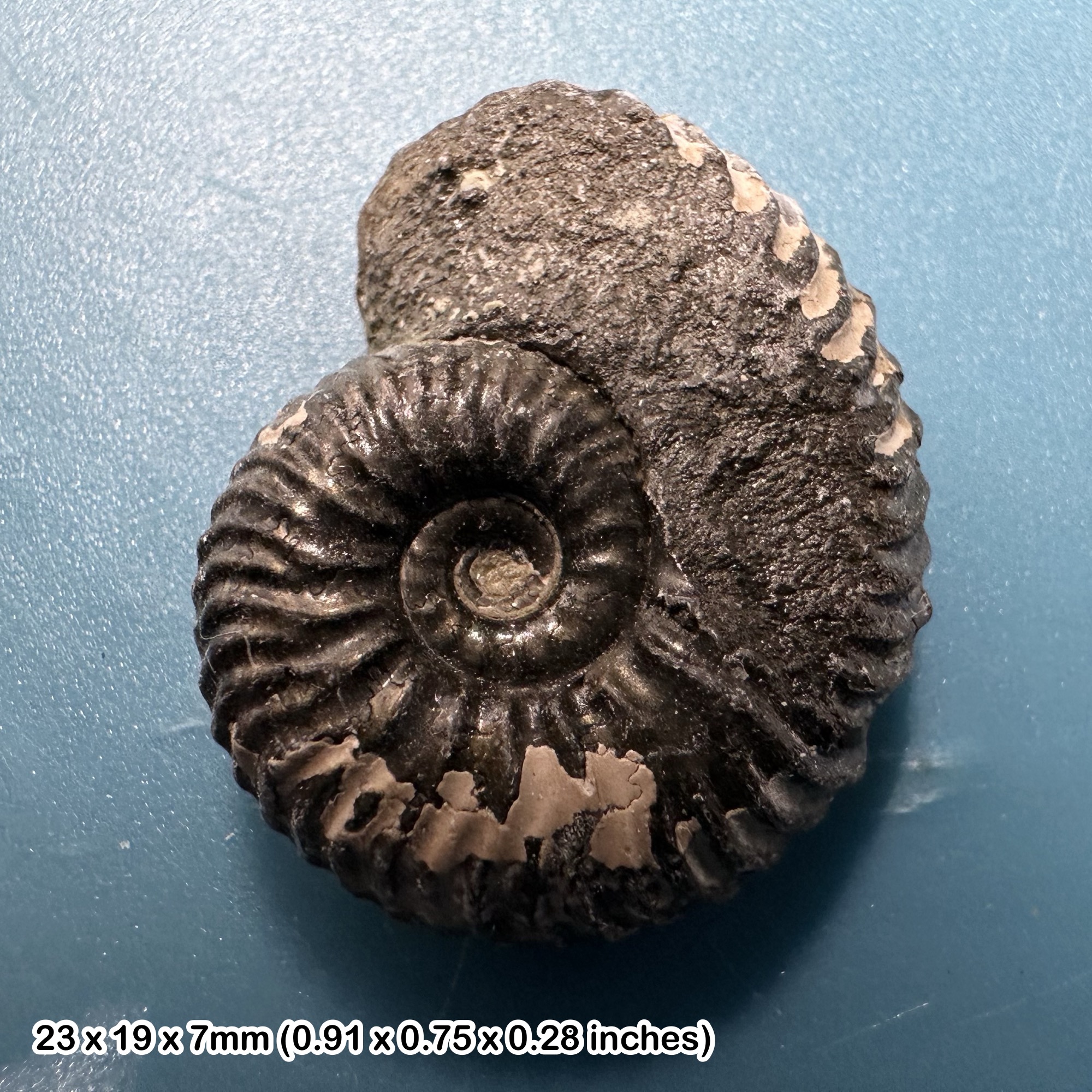 Gold pyrite ammonite, tidmoor point dorset - fp9652 -jurassic, certified