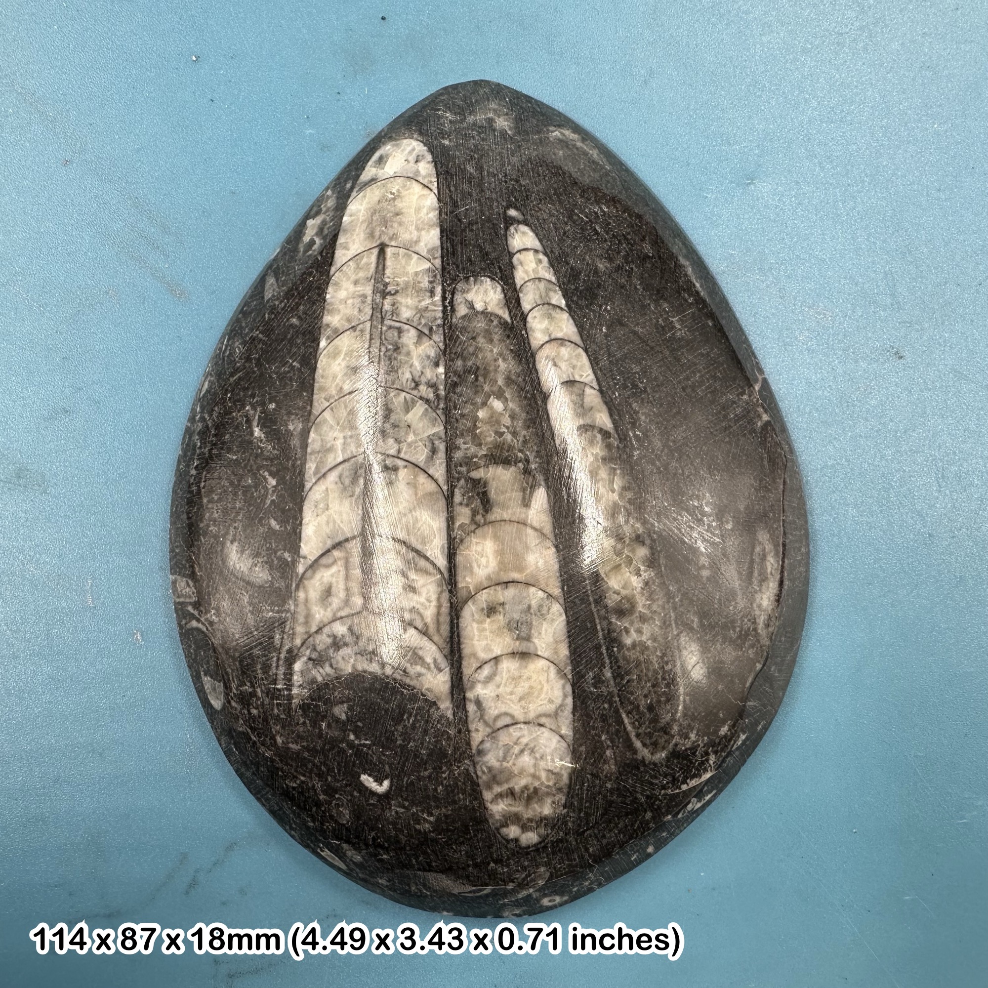 Orthoceras Fossil – Genuine Devonian Cephalopod – Morocco Specimen – Polished Nautiloid with Certificate of Authenticity