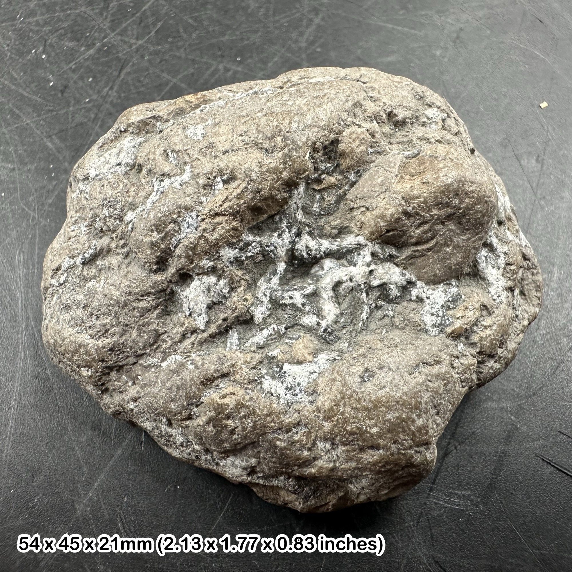 Ichthyosaur Coprolite Fossil with Fish Bone Inclusions Jurassic Coast Charmouth Dorset UK Genuine Specimen with Certificate