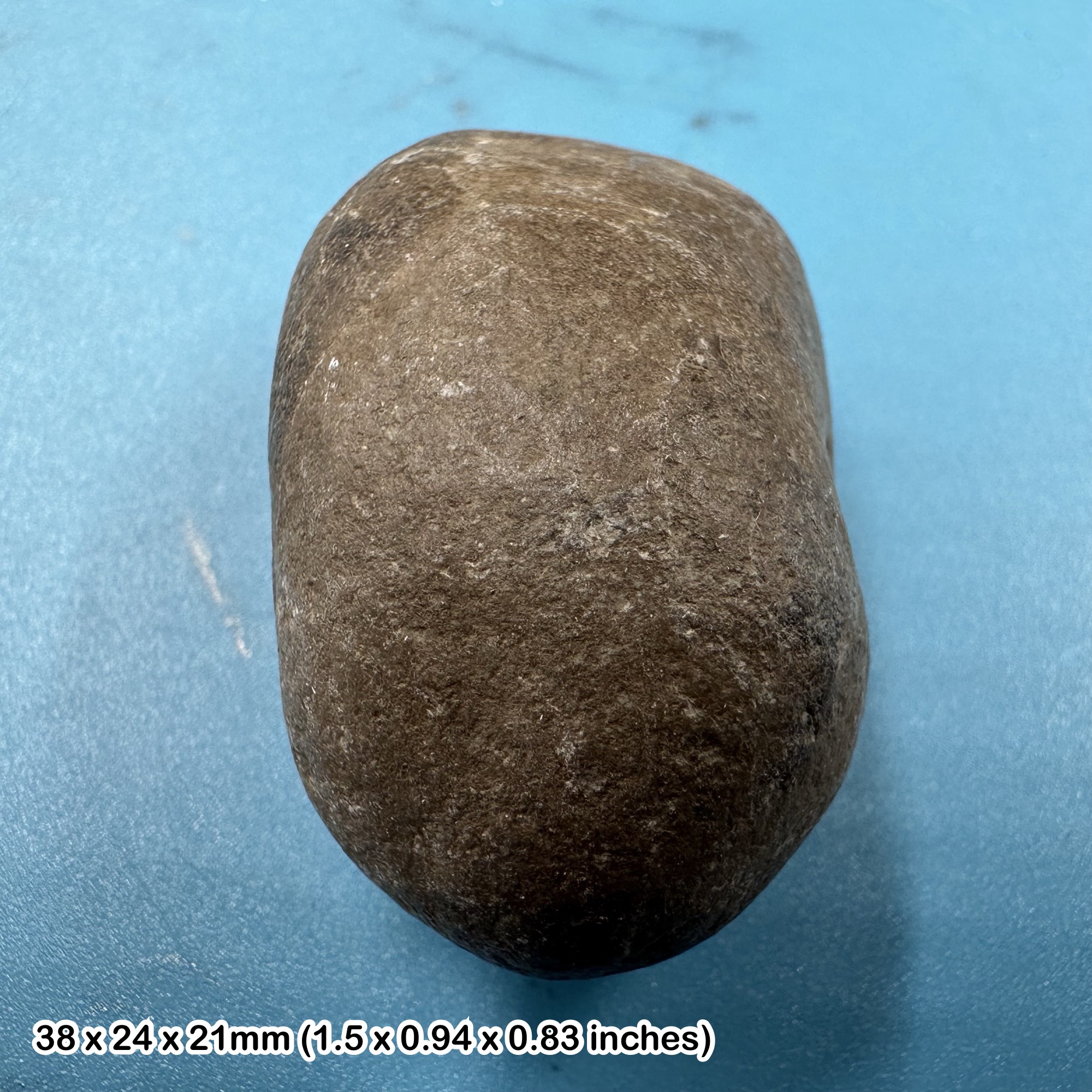 Ichthyosaur Coprolite Fossil with Fish Bone Inclusions Jurassic Coast Charmouth Dorset UK Genuine Specimen with Certificate