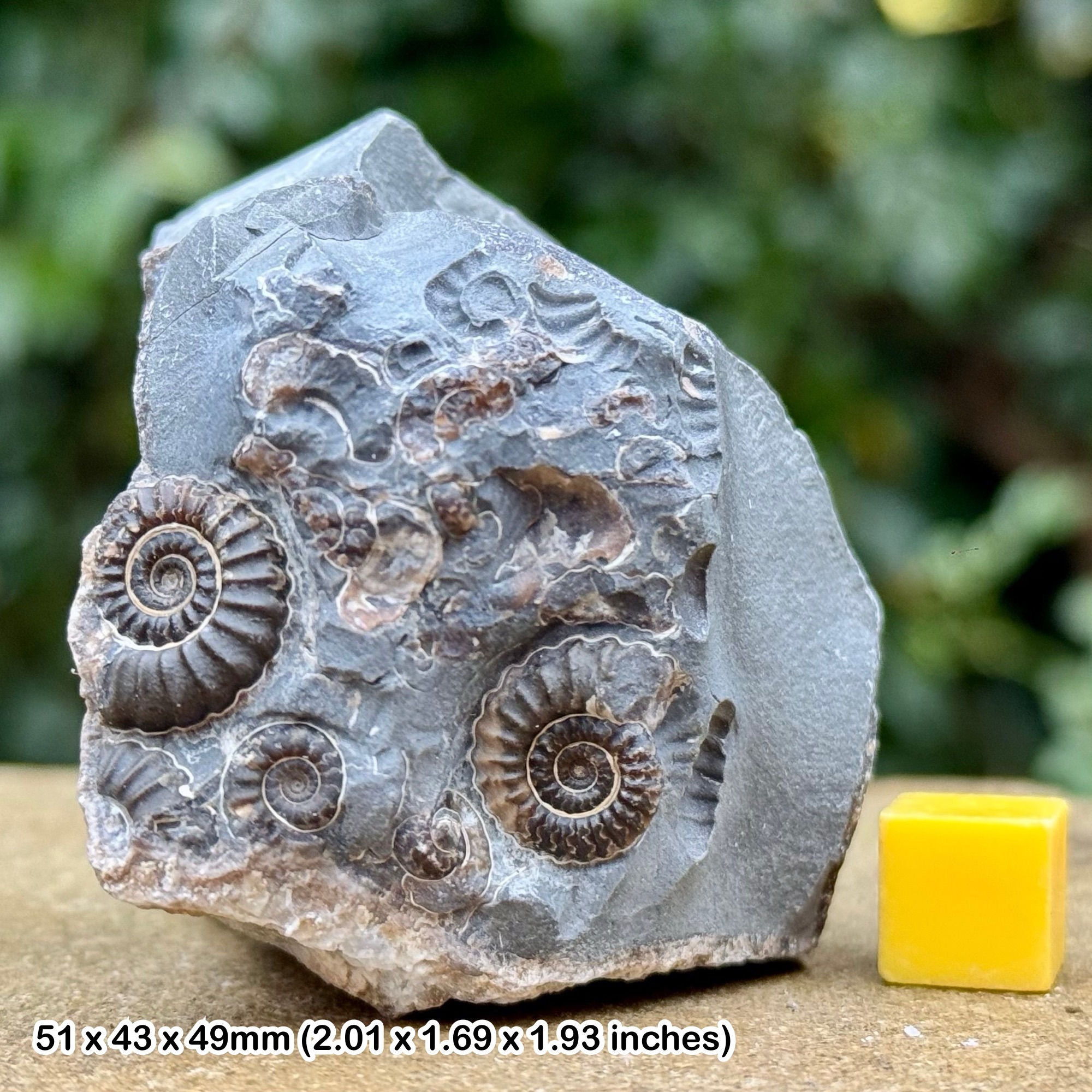 Promicroceras marstonense Ammonite Multi Block Lower Jurassic Somerset Fossil