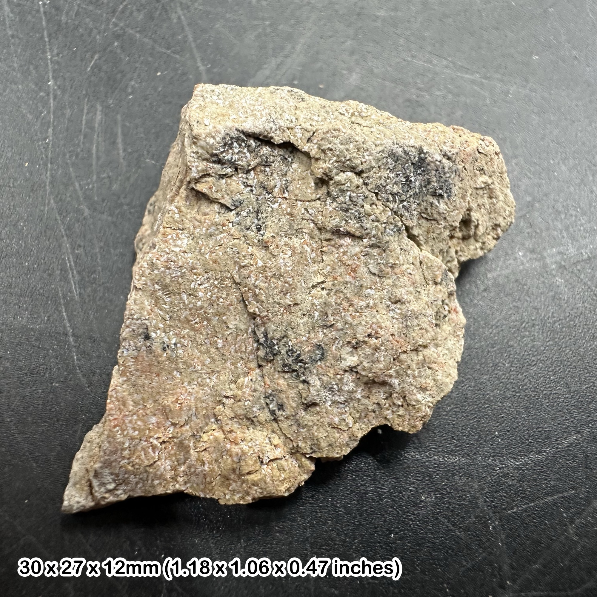 Genuine triceratops dinosaur bone fossil - late cretaceous - south dakota, usa - authentic prehistoric specimen - coa included