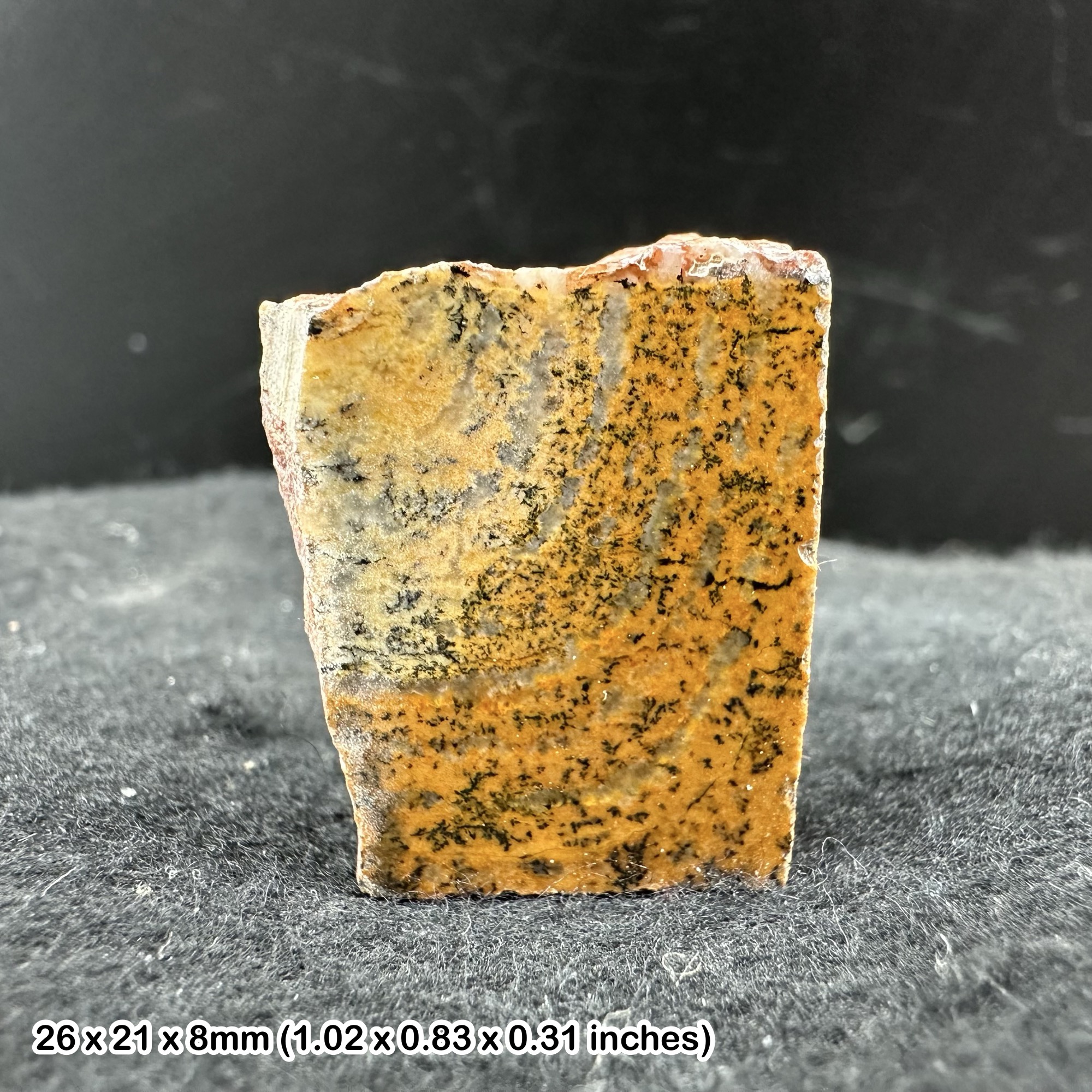 Strelley Pool Stromatolite, Oldest fossil stromatolite (3.5 billion years old)