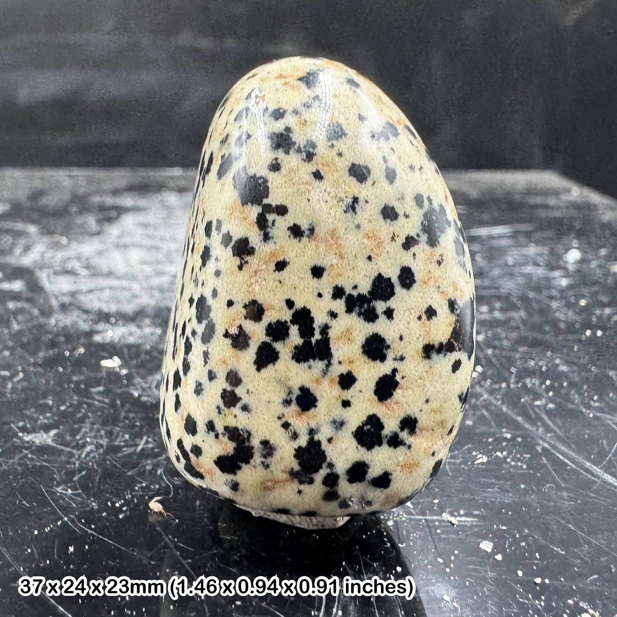 Dalmatian Jasper Polished Pebble Genuine Natural Jasper Crystal Stone with Certificate of Authenticity