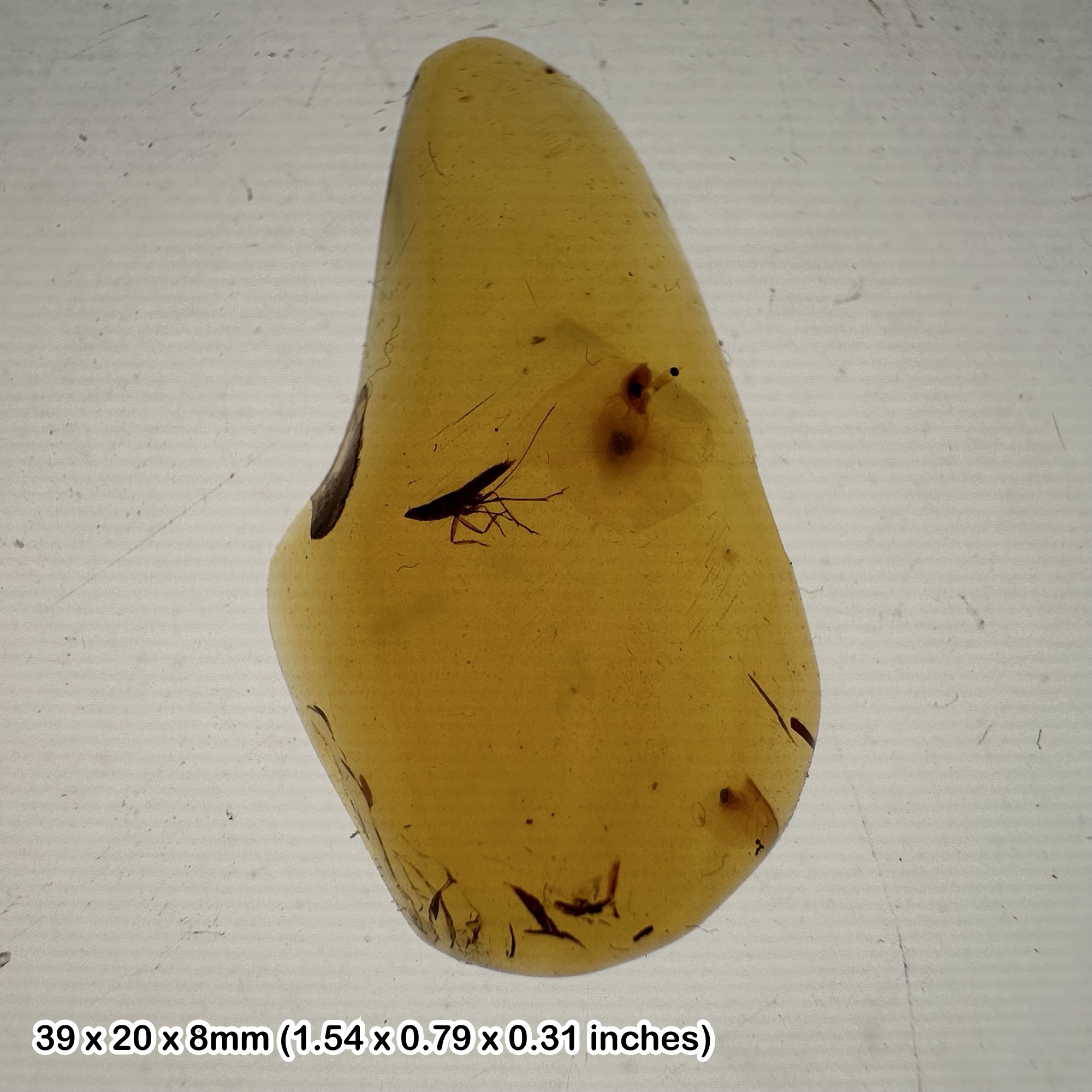 Burmese Cretaceous Amber with Unidentified Insect & Inclusions, UV Fluorescent, Genuine Specimen w/ COA