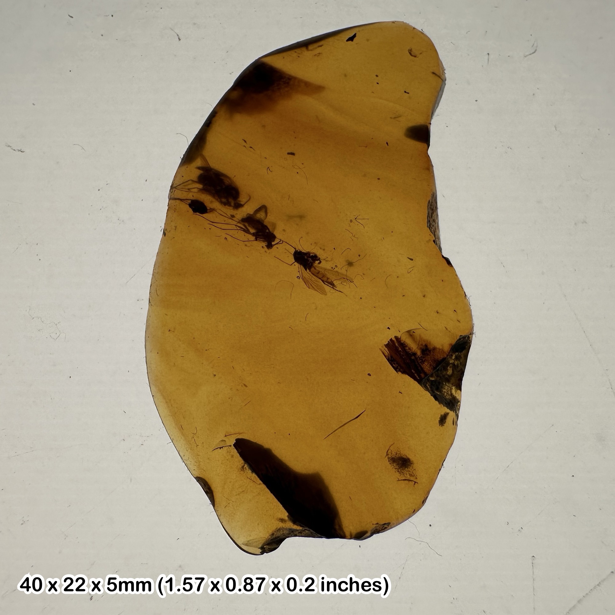 Burmese Cretaceous Amber with Fly Insect & Inclusions, UV Fluorescent, Genuine Specimen w/ COA