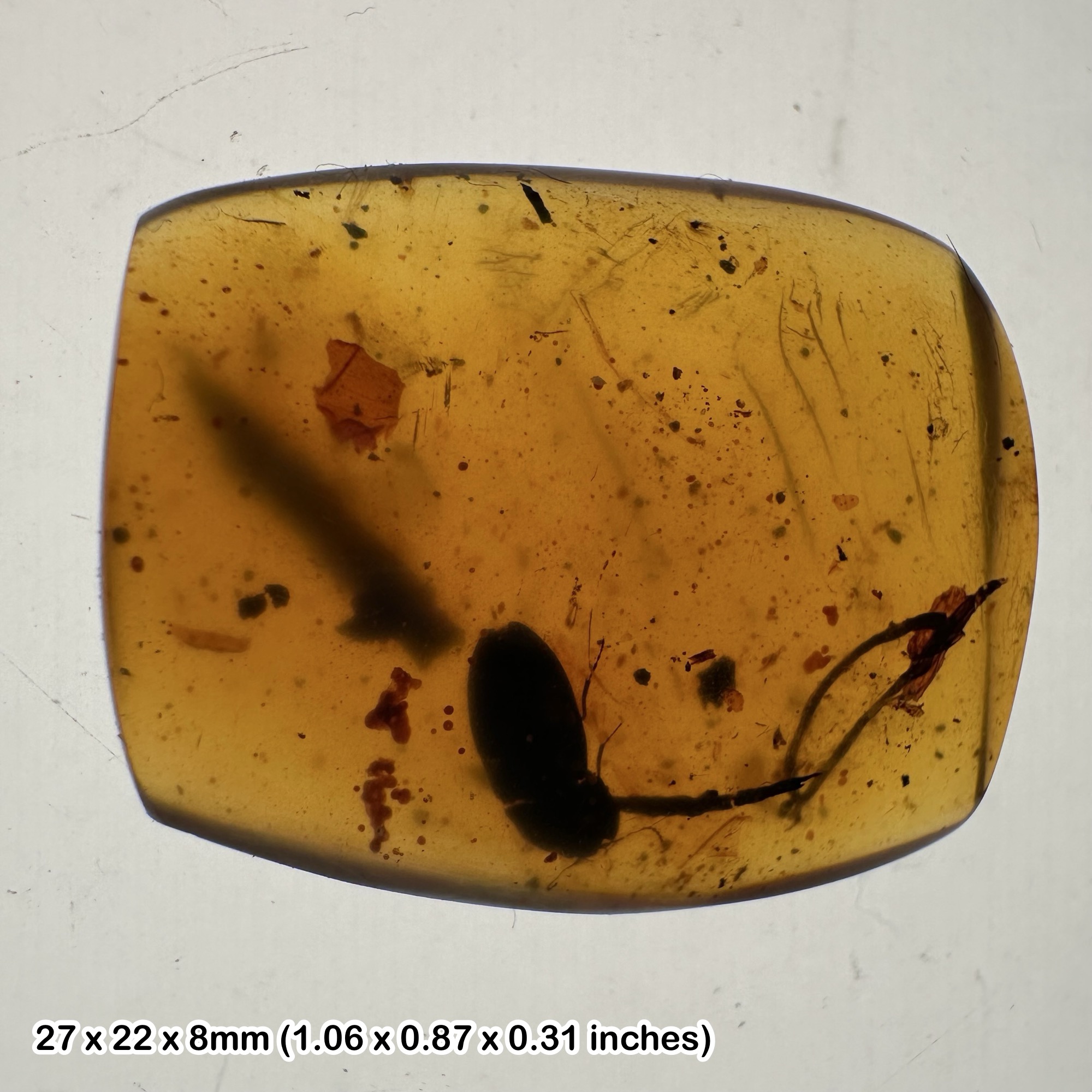 Burmese Cretaceous Amber with Beetle Insect Inclusions, UV Fluorescent, Genuine Specimen w/ COA