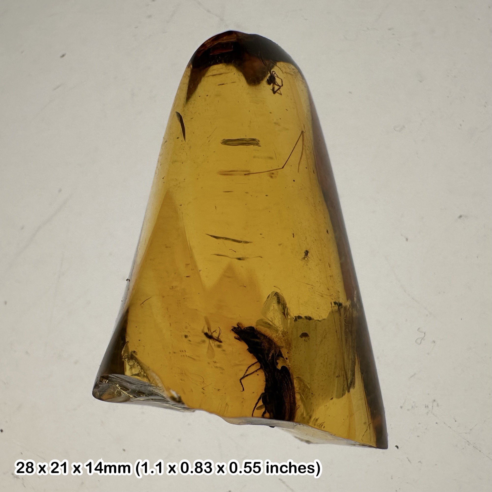Burmese Cretaceous Amber with Beetle Inclusions, UV Fluorescent, Genuine Specimen w/ COA