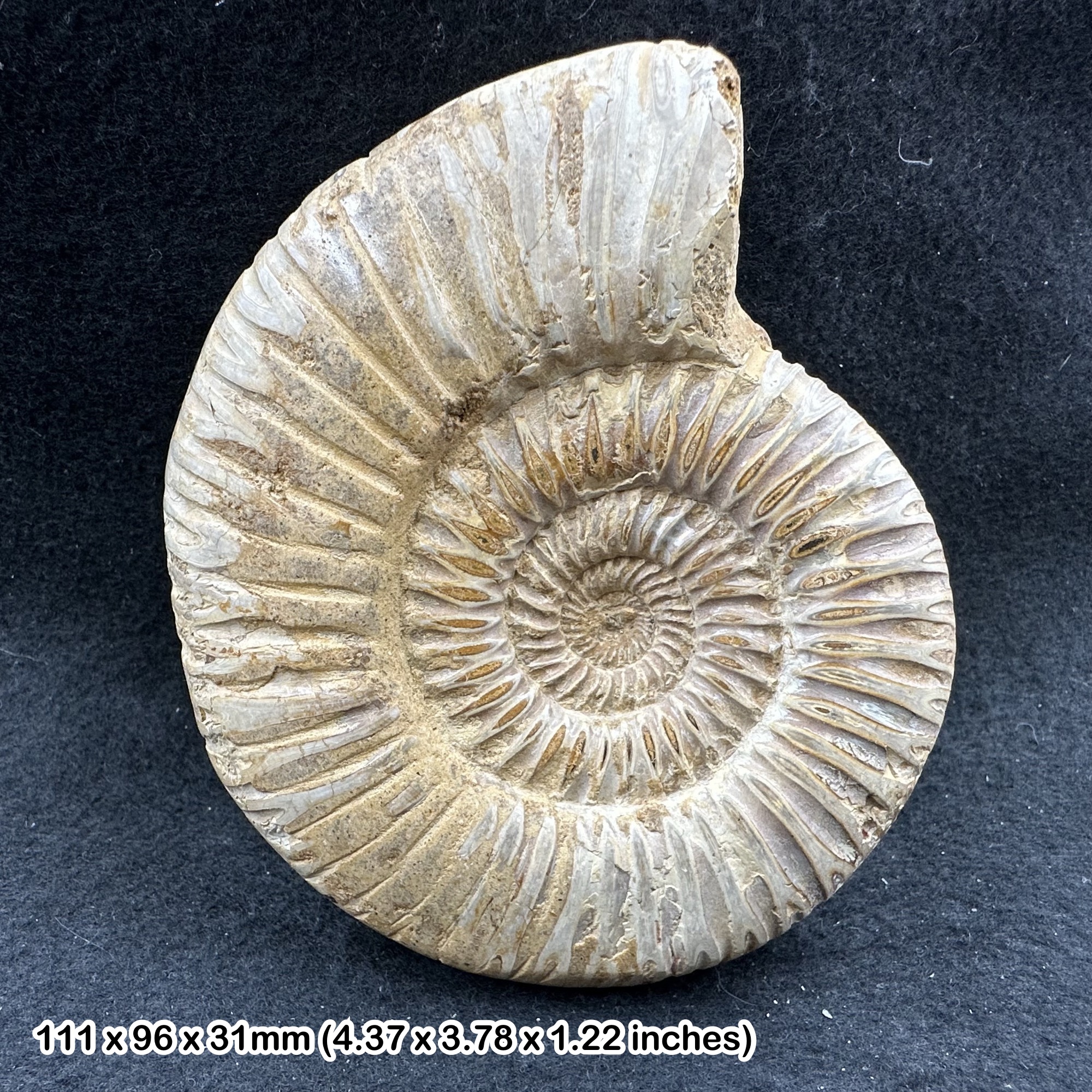 Perisphinctes fossil ammonite - jurassic period, madagascar