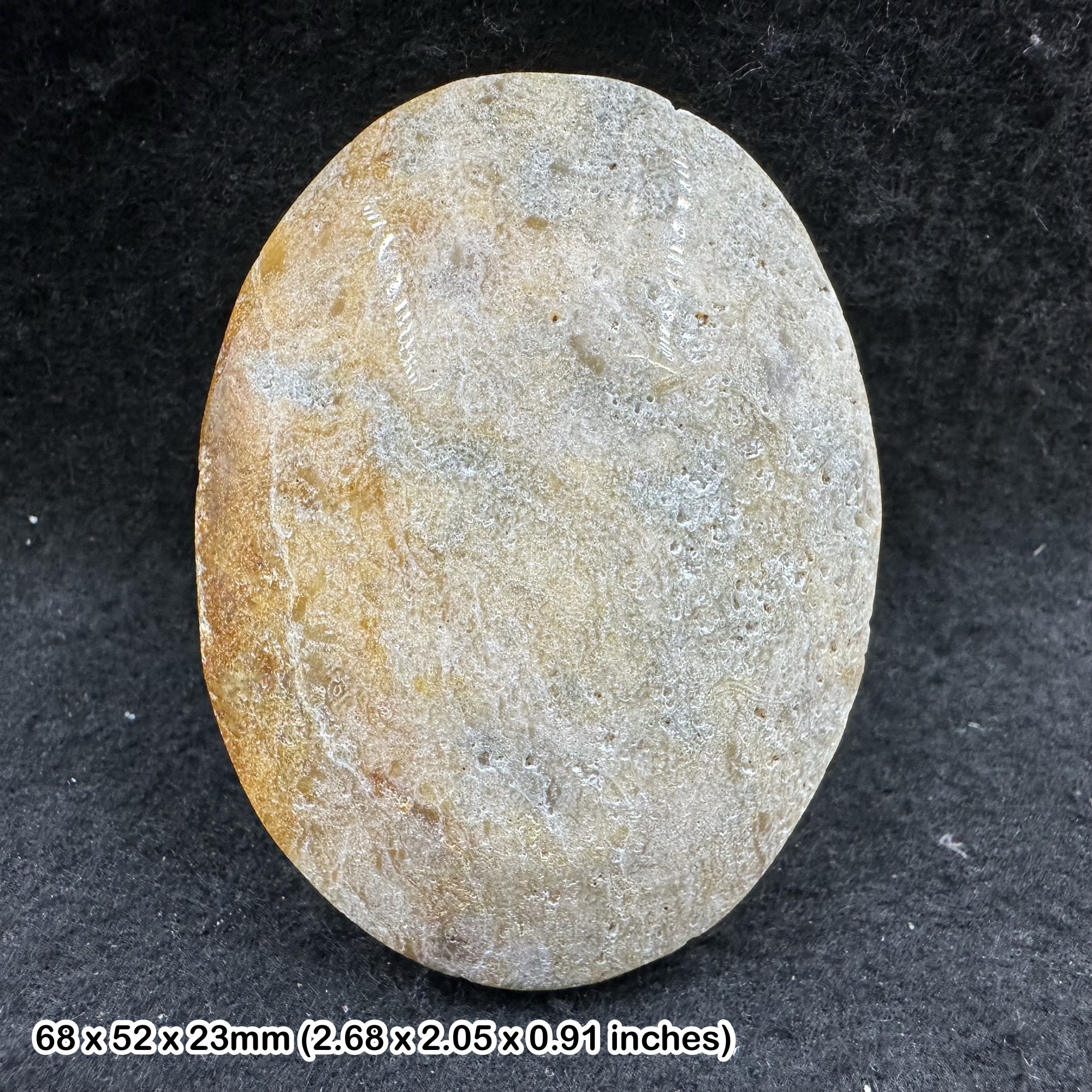 Fossil Coral Palmstone Polished Coral Fossil Specimen Natural Ancient Marine Fossil with Certificate of Authenticity