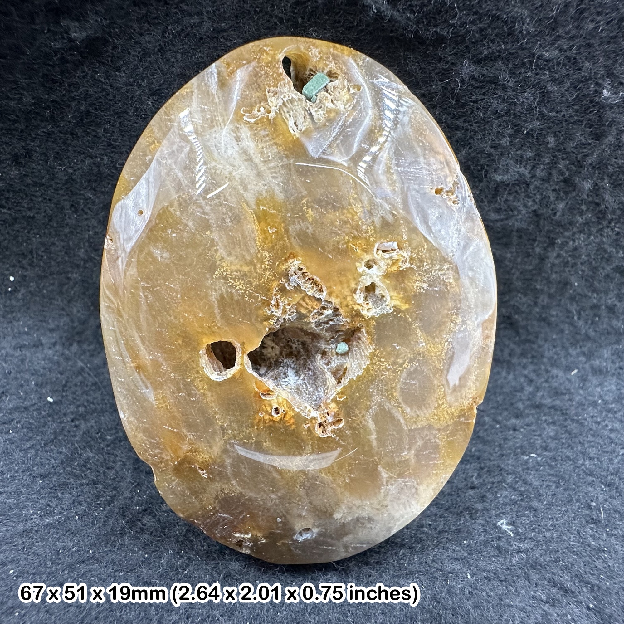 Fossil Coral Palmstone Polished Coral Fossil Specimen Natural Ancient Marine Fossil with Certificate of Authenticity