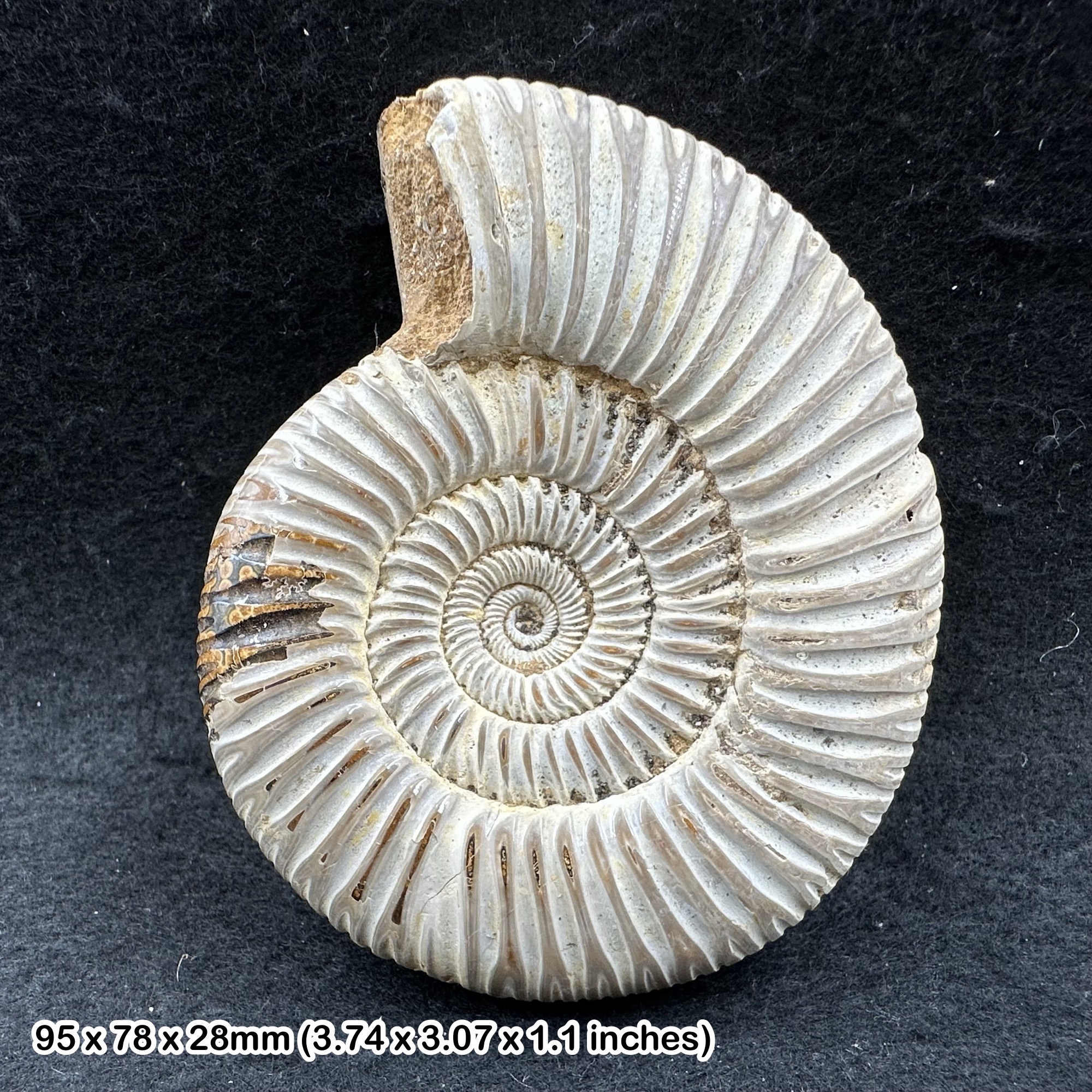 Perisphinctes fossil ammonite - jurassic period, madagascar