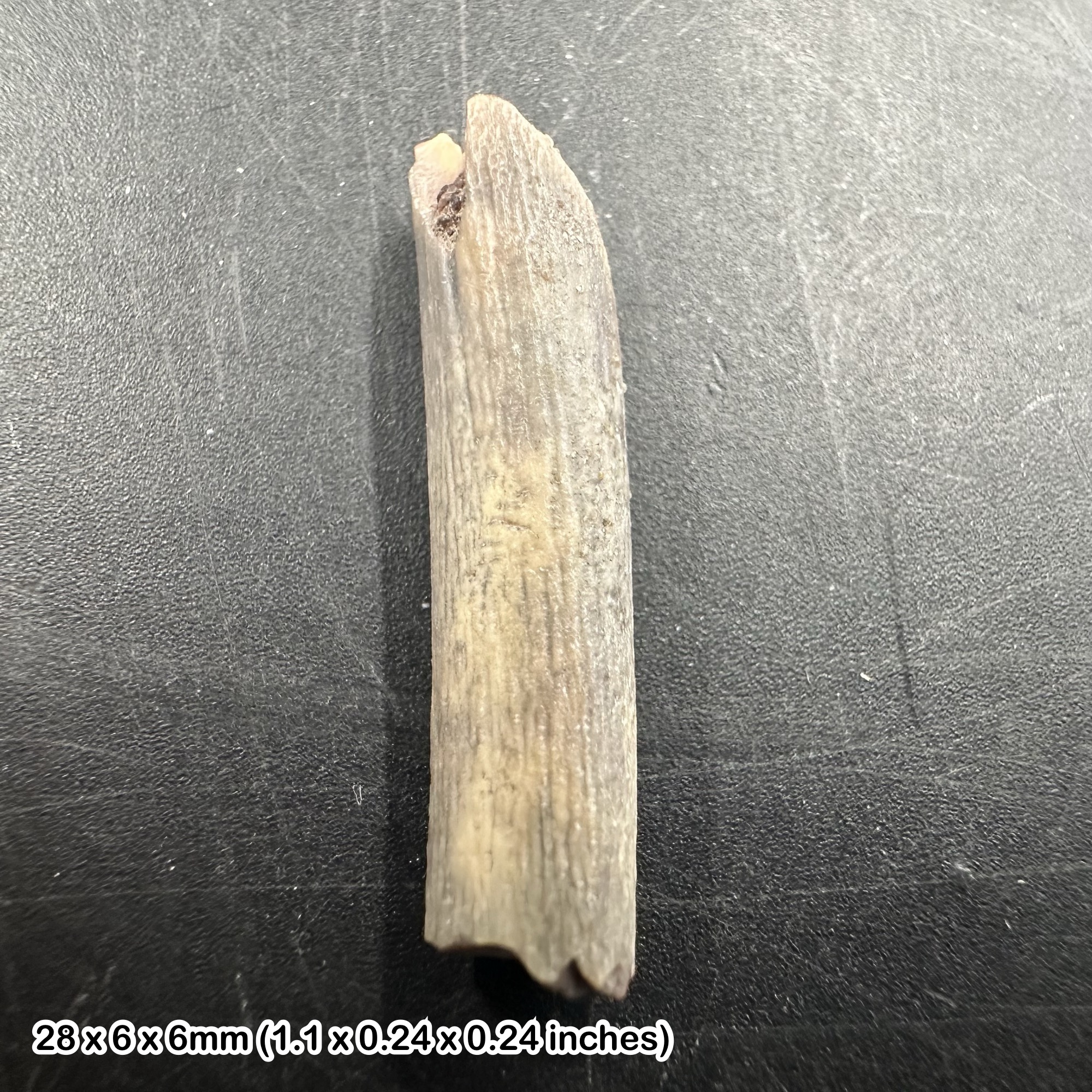Rare Genuine Ornithocheirid Pterosaur (Pterodactyl) Tooth Fossil - Cretaceous Elrhaz Formation, Niger + COA