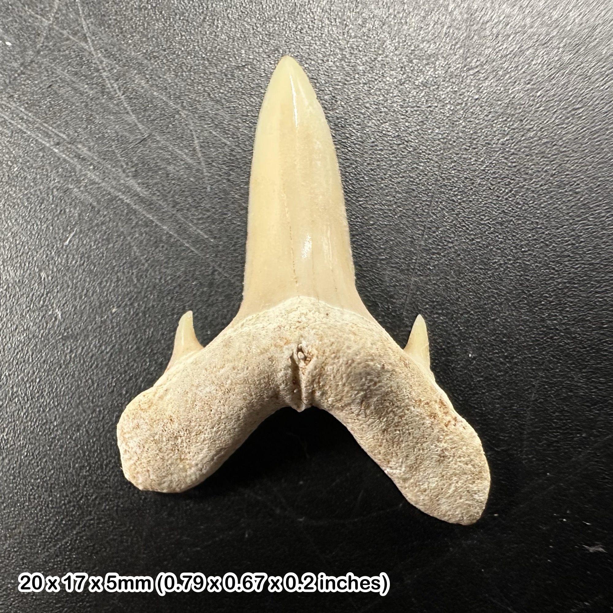 Shark otodus obliquus tooth fossil, morocco, eocene