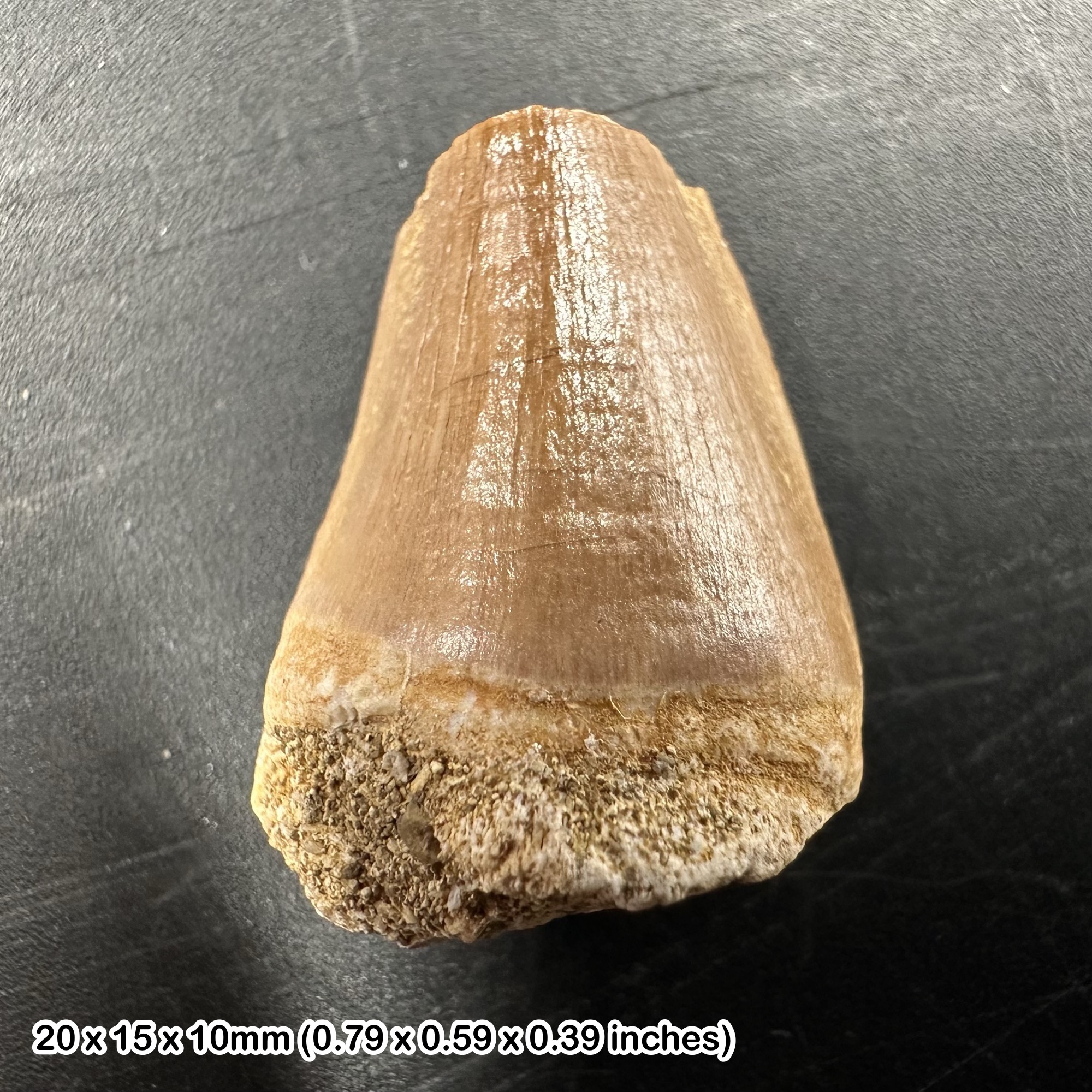 Perfect fossil gift - mosasaur tooth, dinosaur age, real