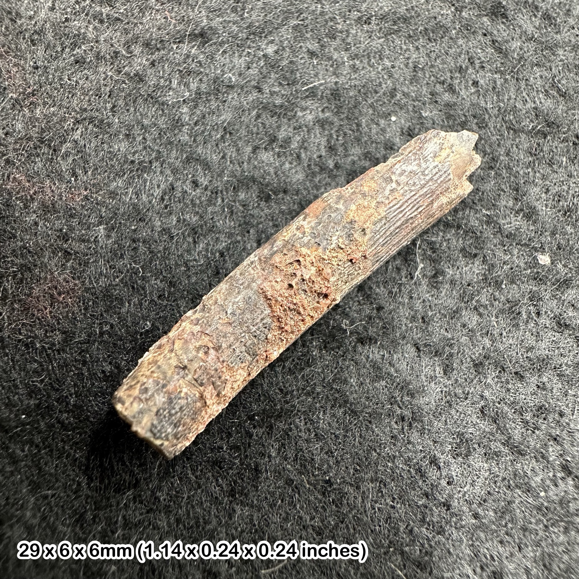 Rare Genuine Ornithocheirid Pterosaur (Pterodactyl) Tooth Fossil - Cretaceous Elrhaz Formation, Niger + COA