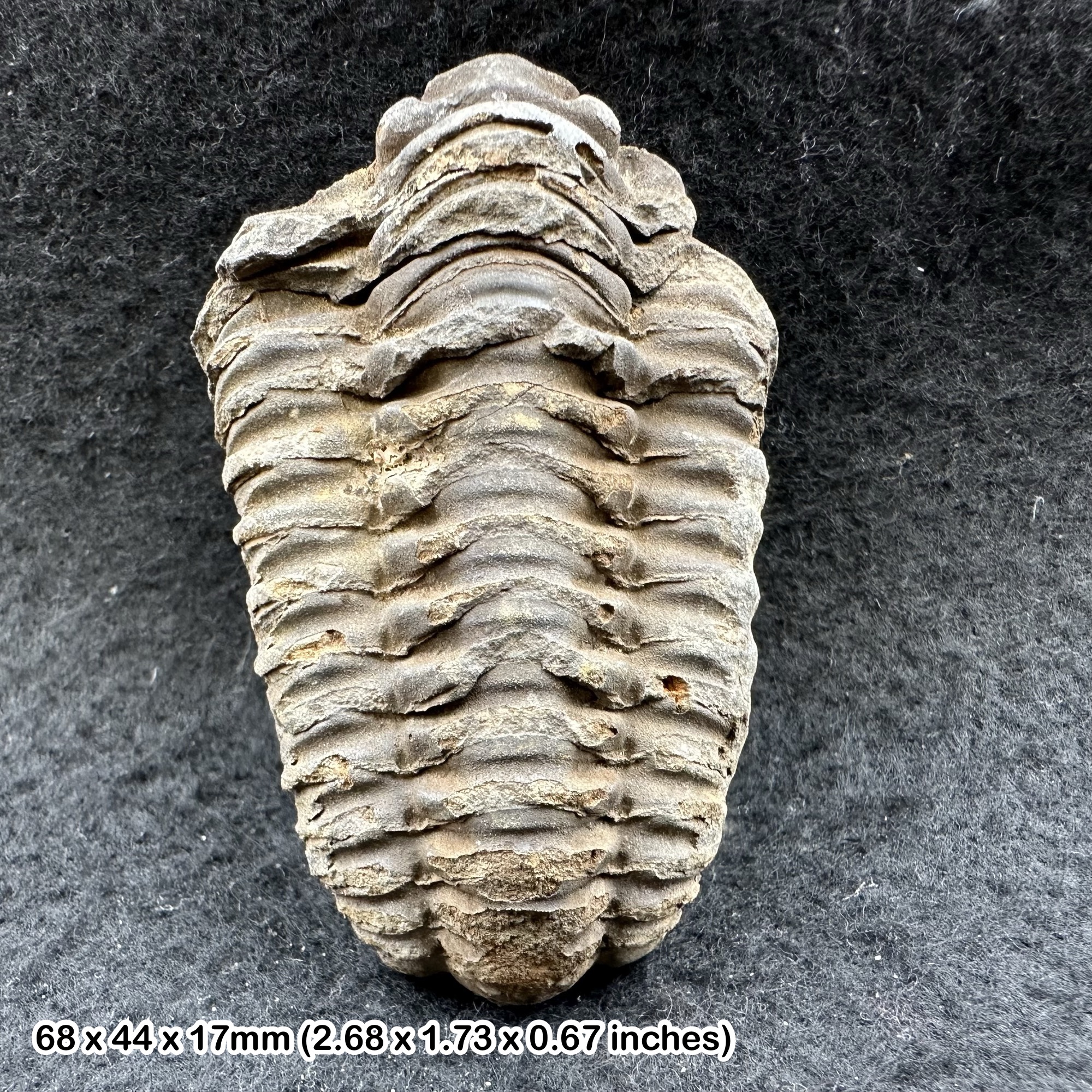 Diacalymene trilobite fossil - ordovician period, morocco