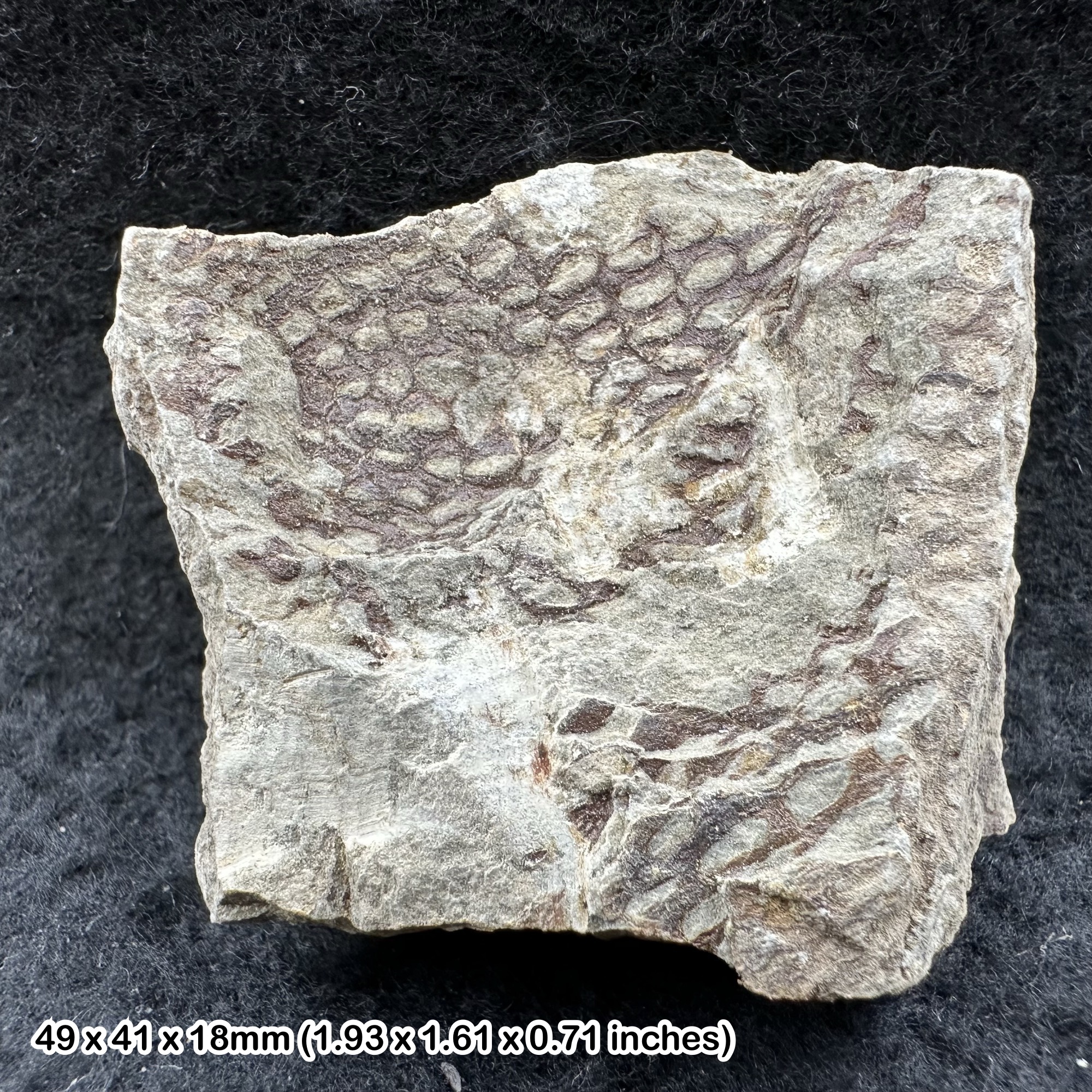 Dictyonema Graptolite Fossil – Genuine Ordovician Era Specimen from Morocco – Ancient Colonial Marine Organism