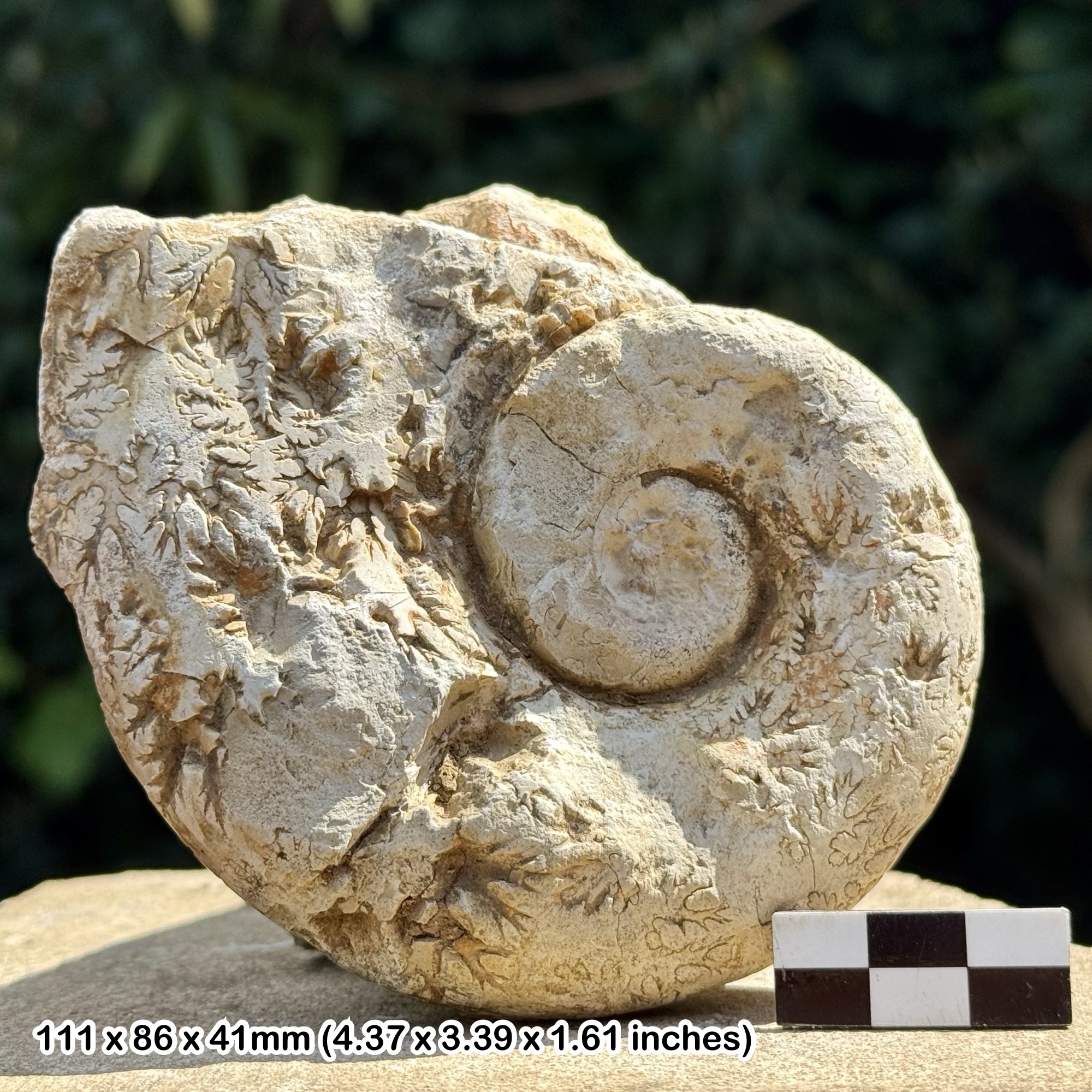 Psiloceras Planorbis Ammonite Slab Jurassic Watchet Somerset UK Fossil Specimen with Certificate of Authenticity