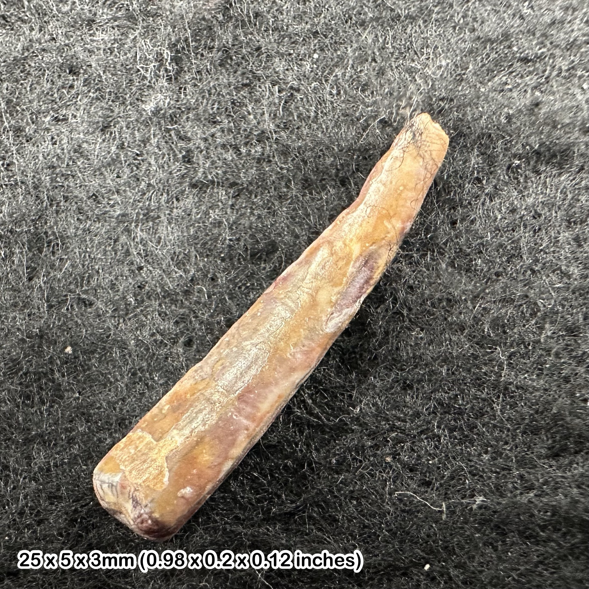 Rare Genuine Ornithocheirid Pterosaur (Pterodactyl) Tooth Fossil - Cretaceous Elrhaz Formation, Niger + COA