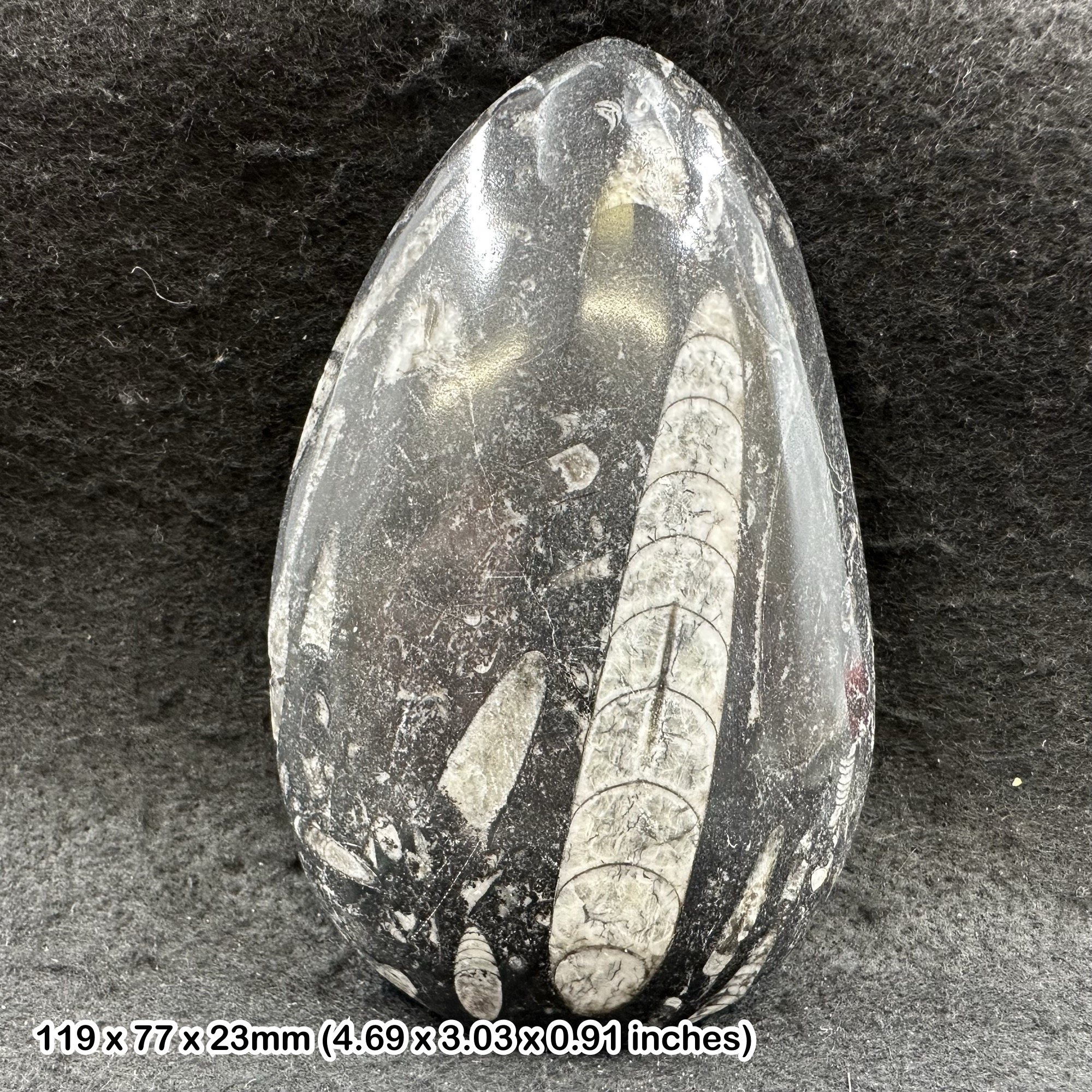 Polished black marble orthoceras fossil, genuine