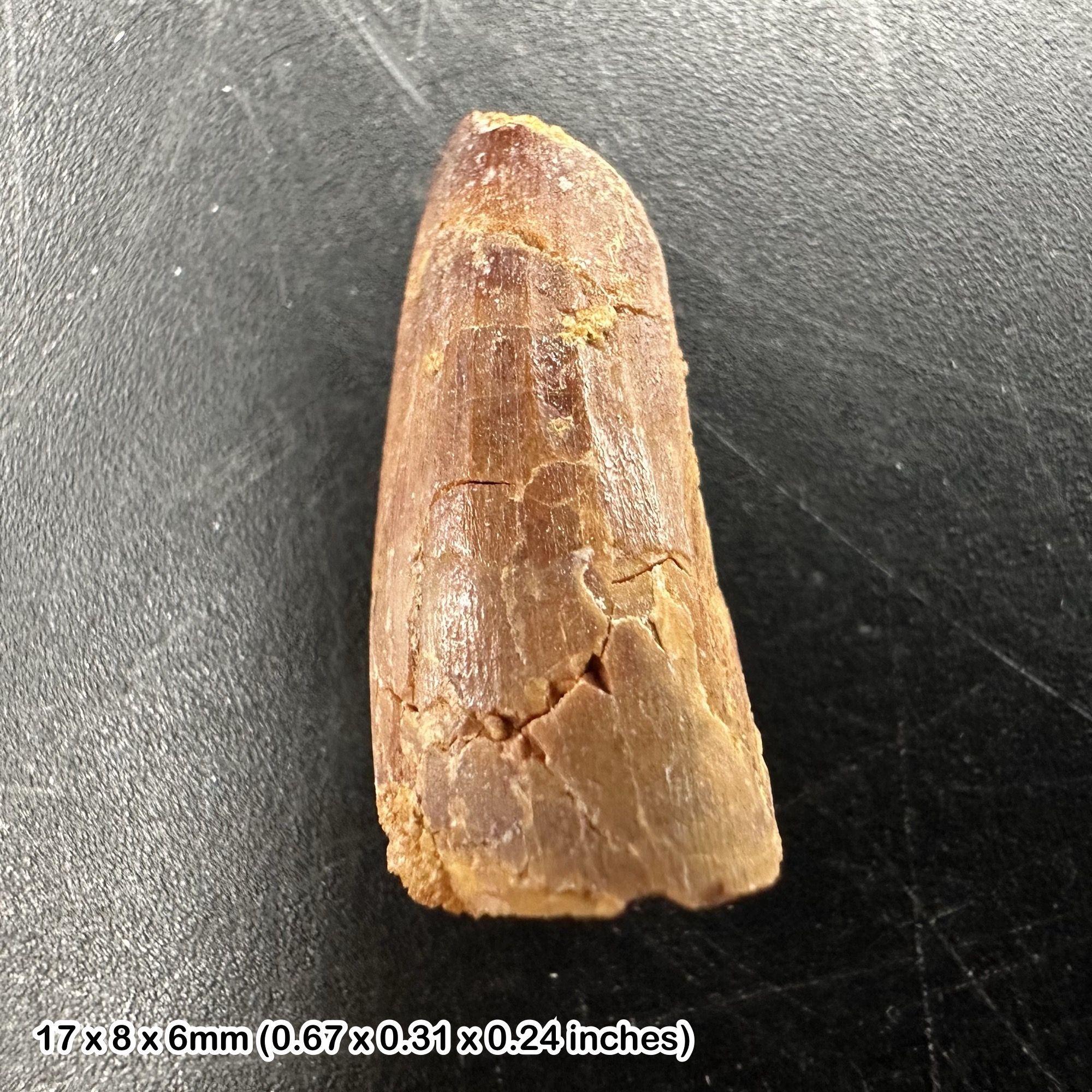 Fossilised spinosaurus dinosaur tooth - reptile theropod prehistoric teeth fossil