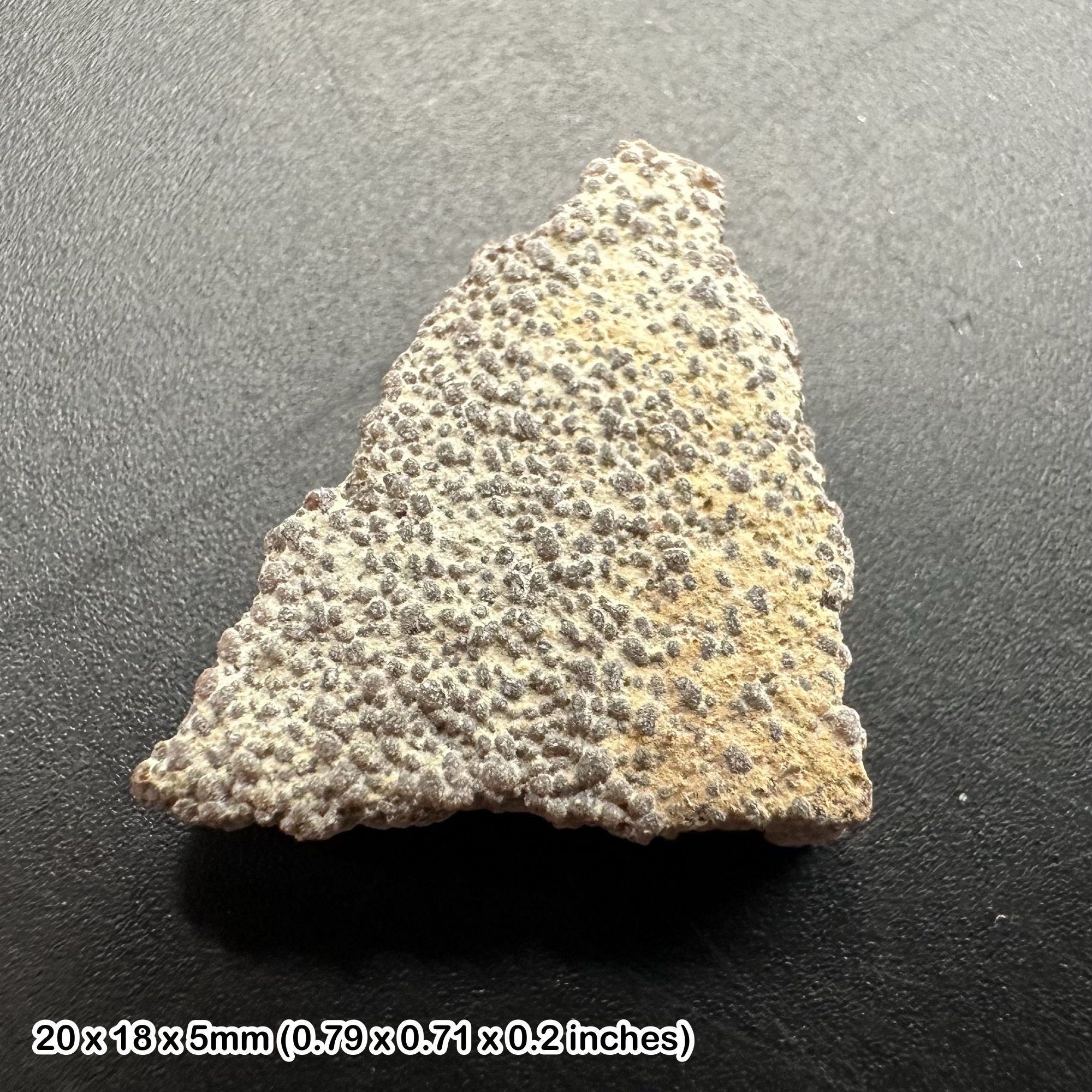 Titanosaur dinosaur eggshell fossil