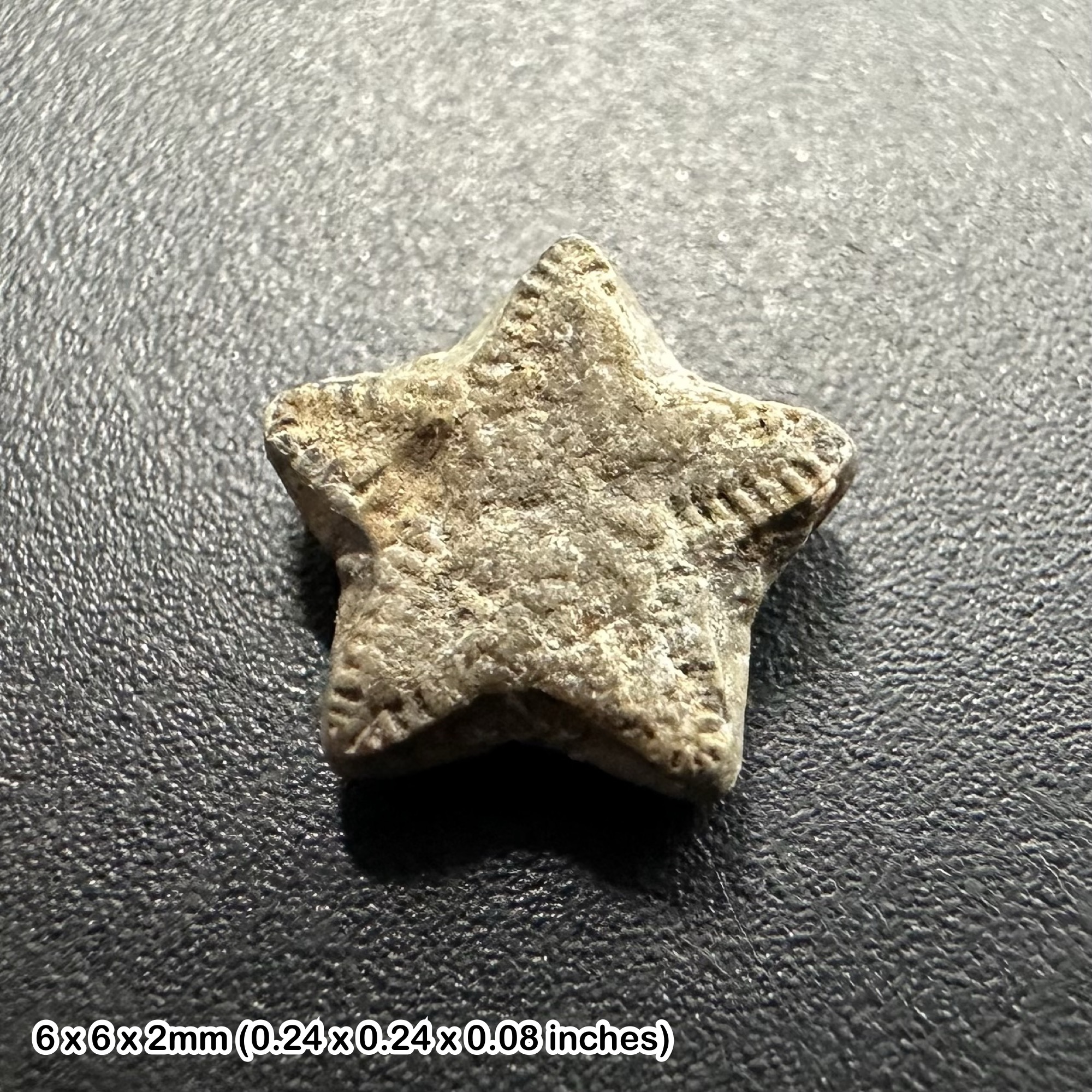 Crinoid star fossil – oxford clay jurassic – tidmoor point dorset uk – genuine ancient sea lily with coa