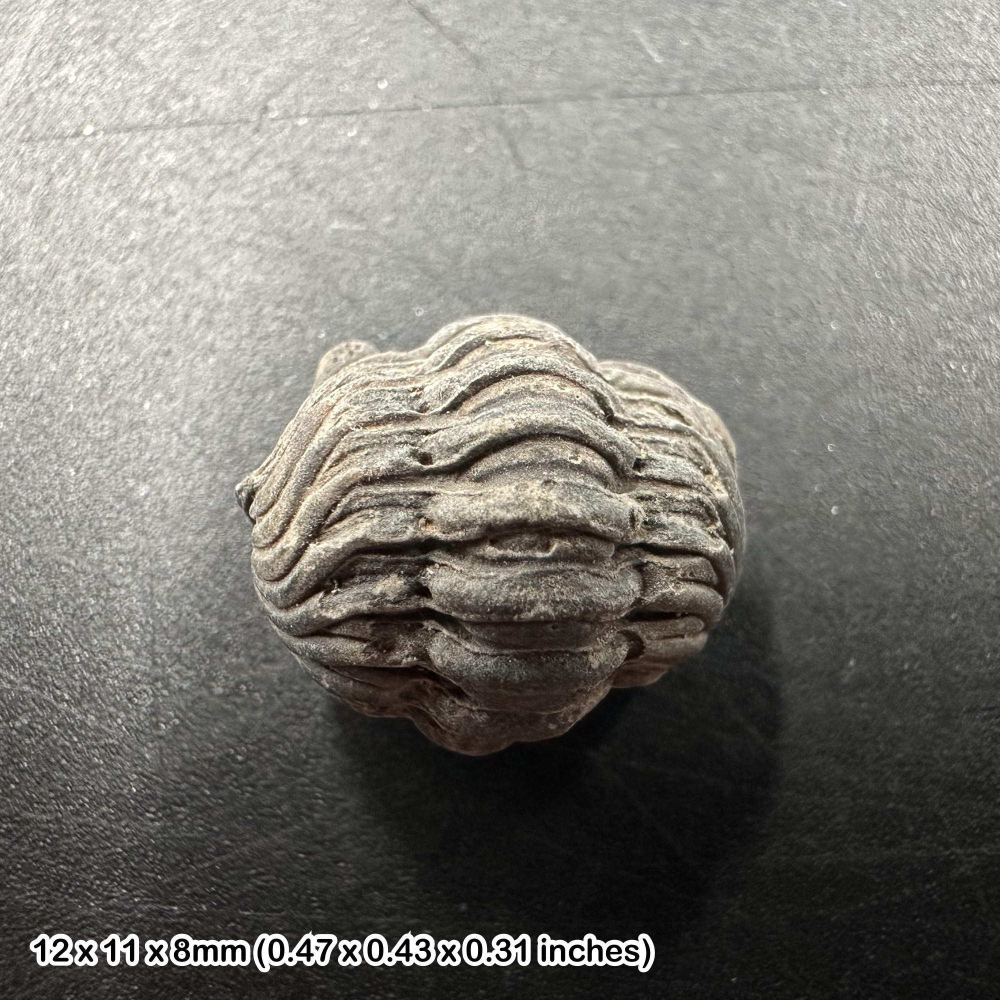Enrolled Phacops Trilobite Fossil | Devonian Period | Authentic 100% Genuine | Morocco