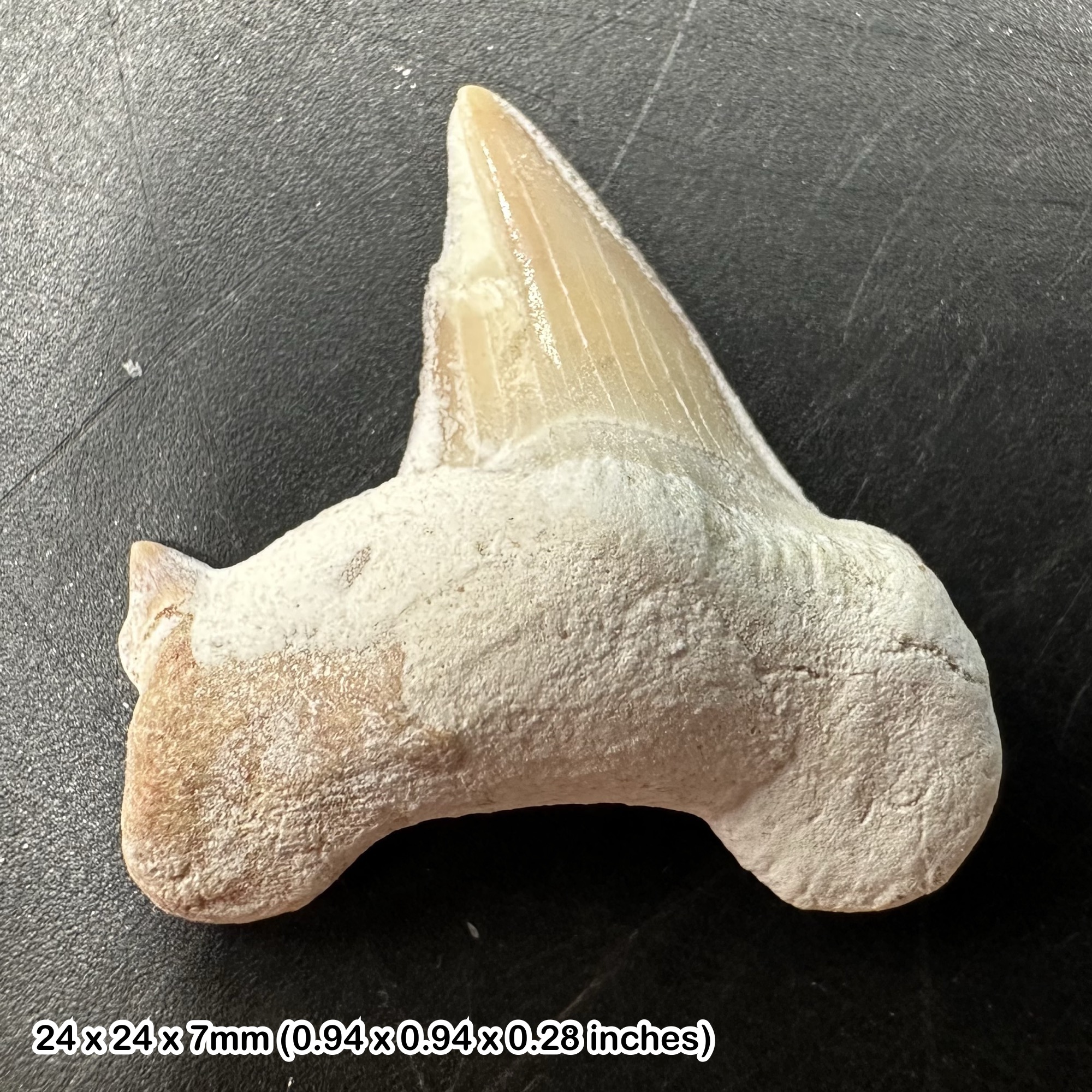 Otodus Obliquus Shark Tooth Fossil - Eocene Period, Morocco