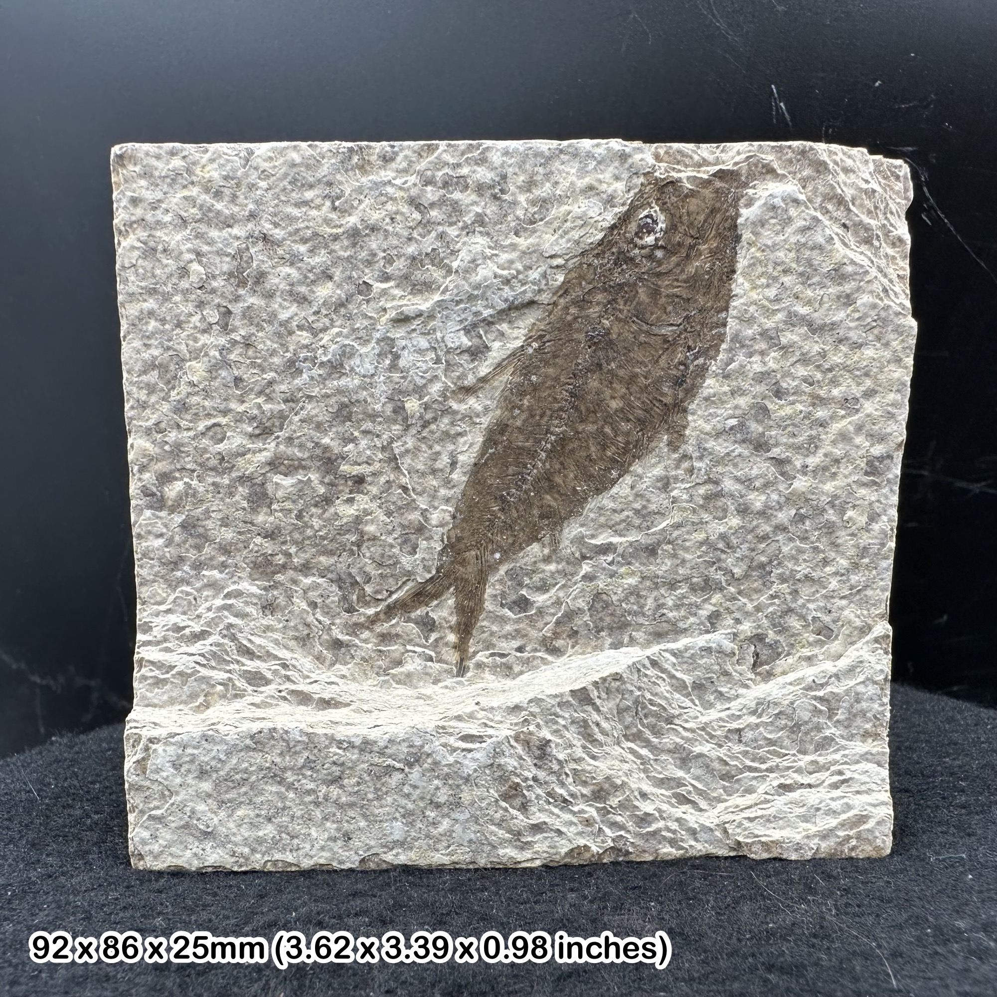 Knightia alta fish fossil - eocene period, usa
