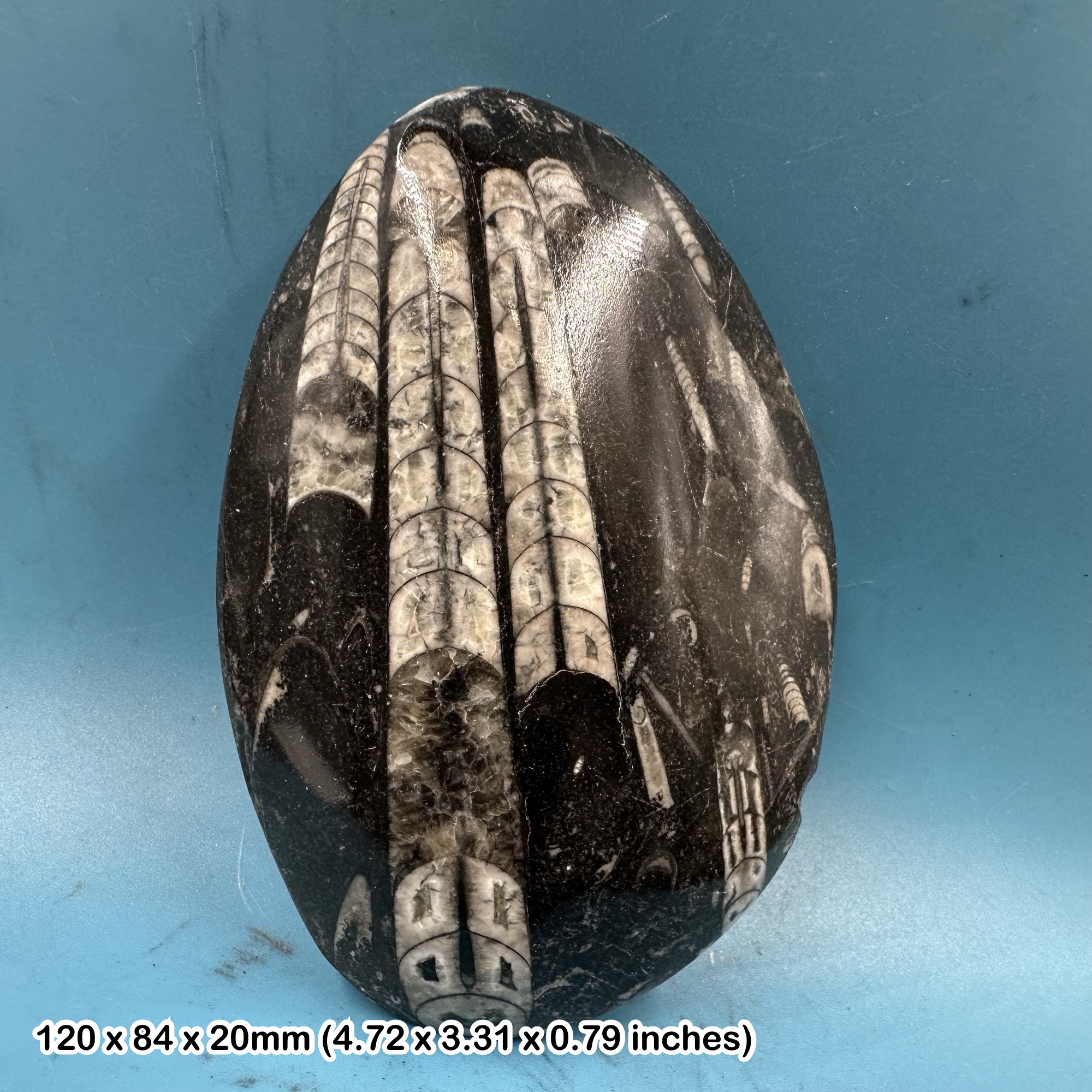 Orthoceras Fossil – Genuine Devonian Cephalopod – Morocco Specimen – Polished Nautiloid with Certificate of Authenticity
