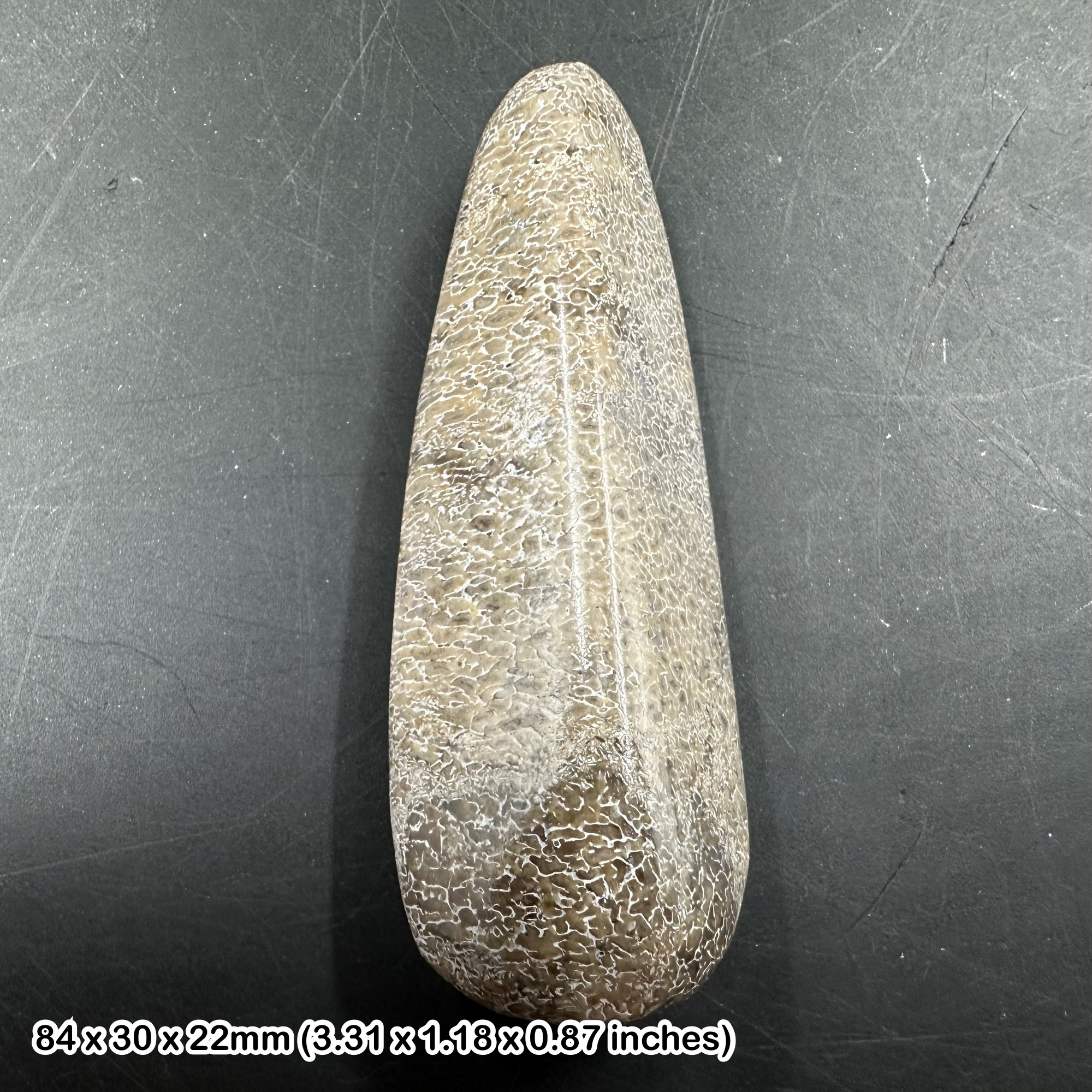 Atlasaurus dinosaur bone slice – middle jurassic sauropod fossil – morocco – genuine specimen with coa