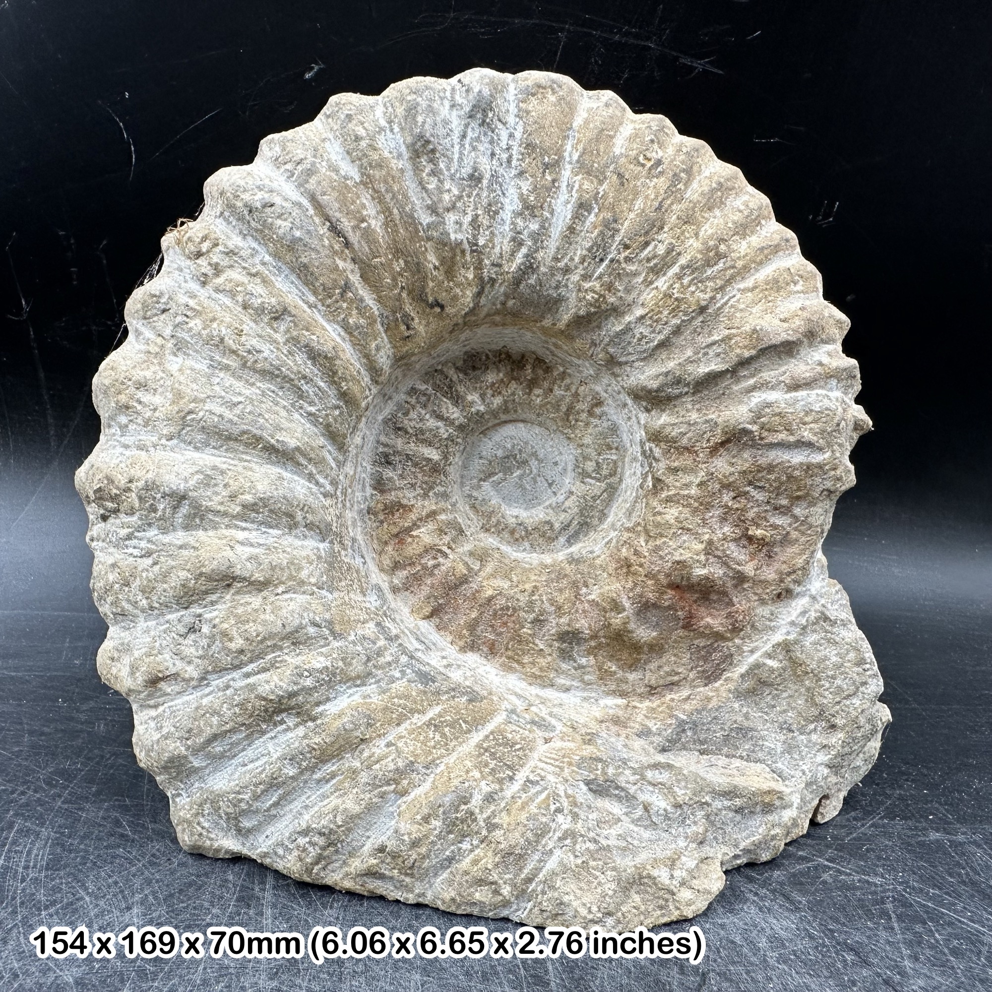 Fossilised Giant Ammonite Fossil, Mantelliceras - Genuine Specimen - Morocco, Cretaceous