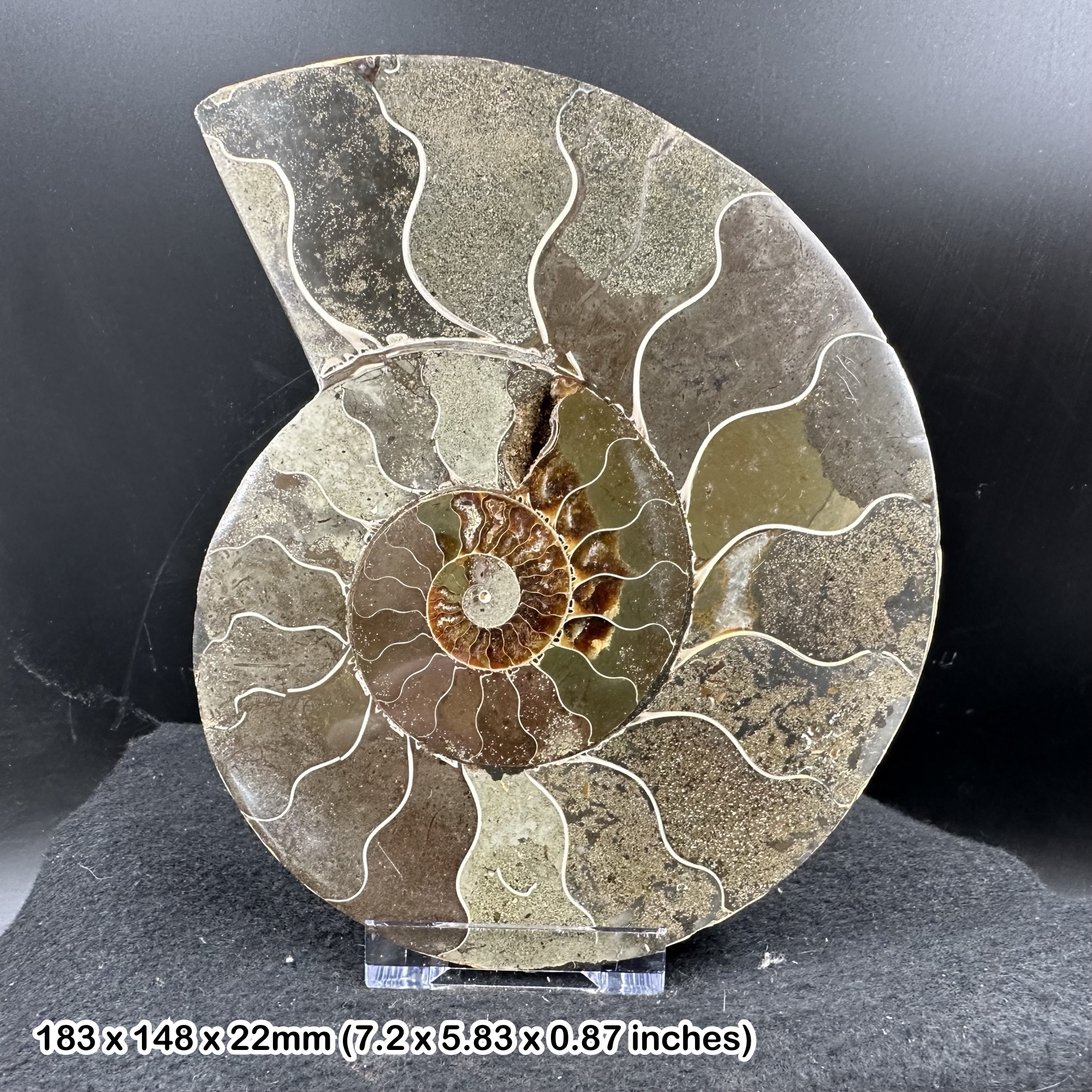Giant cut & polished ammonite single fossil ammonoids - impressive specimen